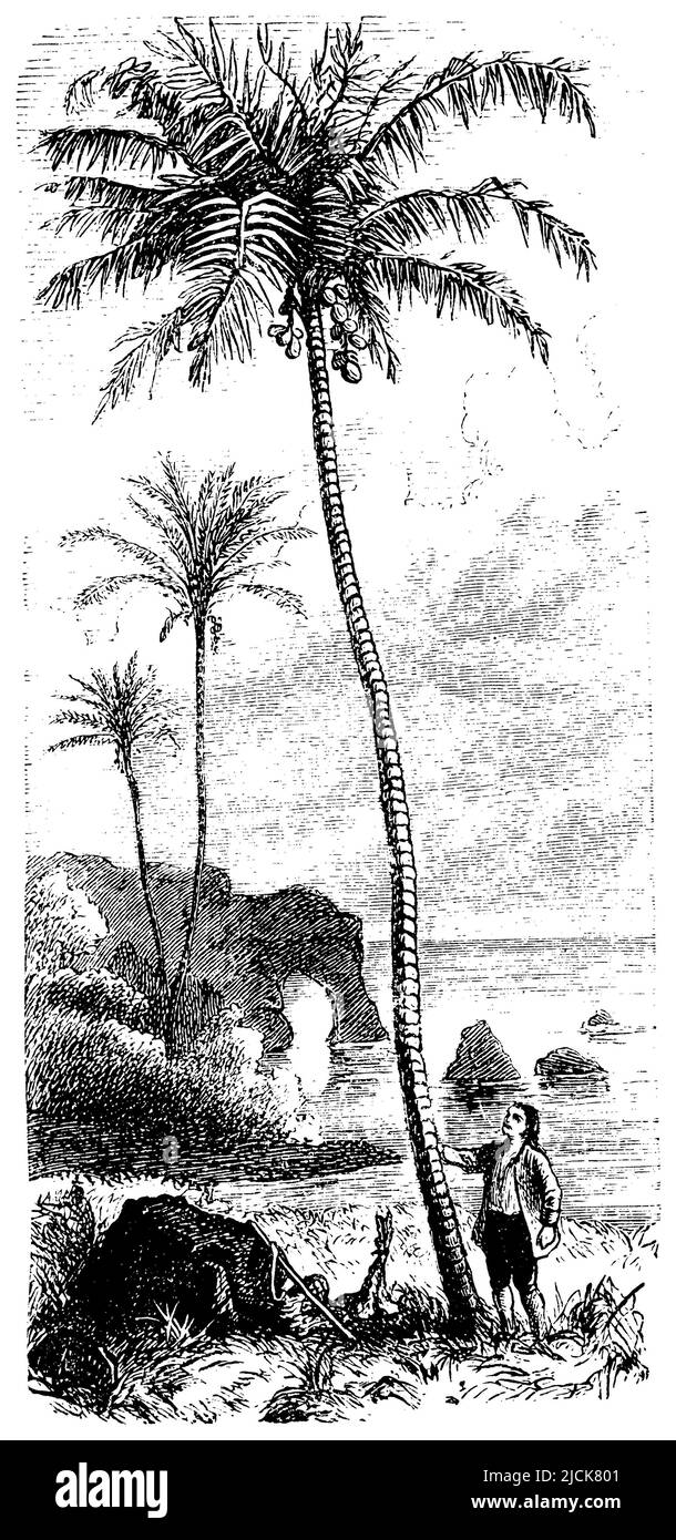 Palma di cocco, Cocos nucifera, (Novel, 1897), Kokospalme, Cocotier Foto Stock