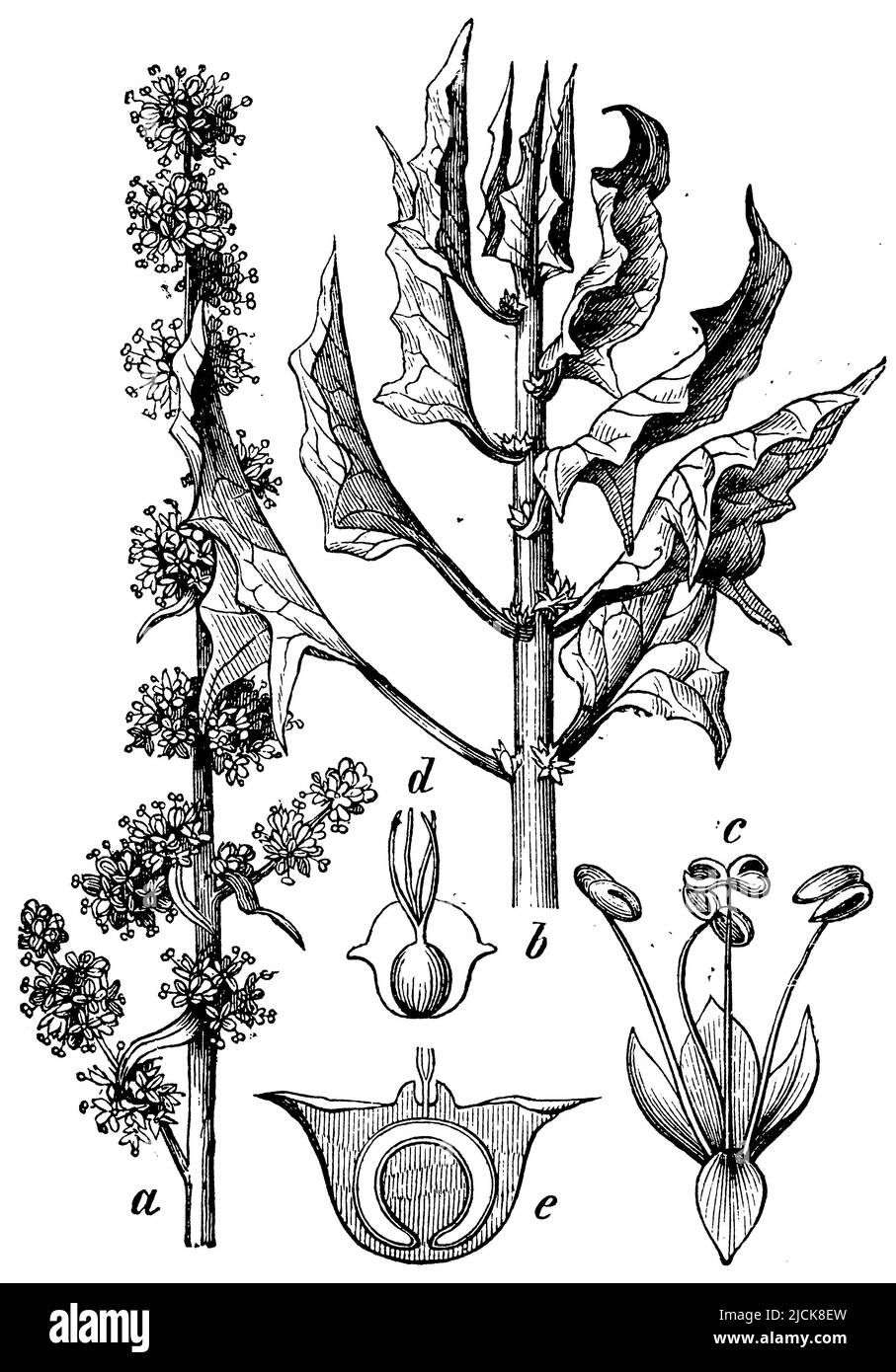 Spinaci, a., b pianta, c Stamen fiore, d pistillate fiore, E frutta media, Spinacia oleracea, (libro di botanica, 1898), Spinat, a., b Pflanze, c Staubblattblüte, d Stempelblüte, e Fruchtdurchschnitt, épinard, a., b plante, c étamine, d pistil, e moyenne des fruits Foto Stock