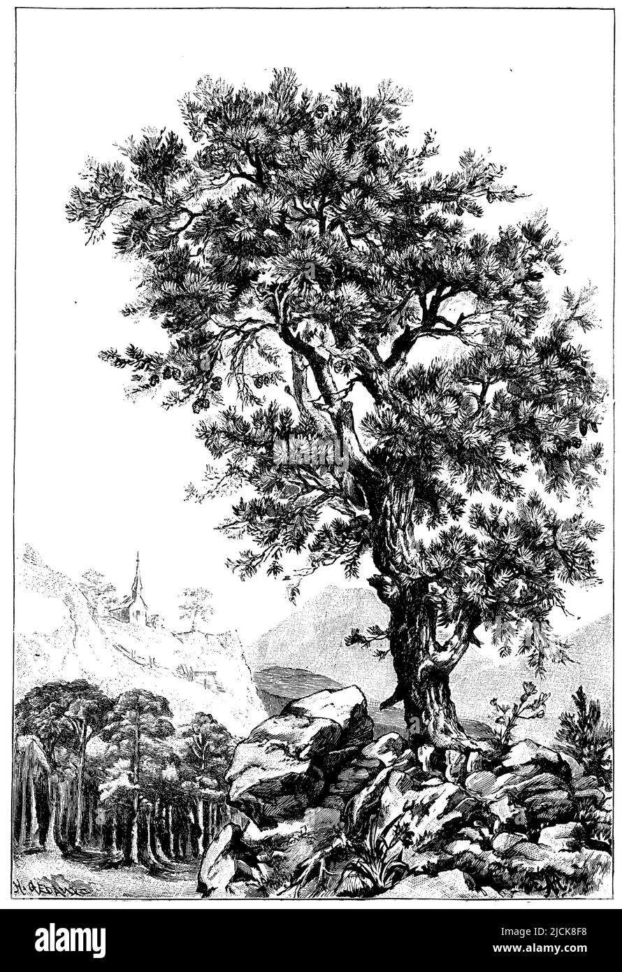 Pino SCOTS, Pinus sylvestris, H. Gedau XA (botany book, 1898), Kiefer, pin sylvestre Foto Stock