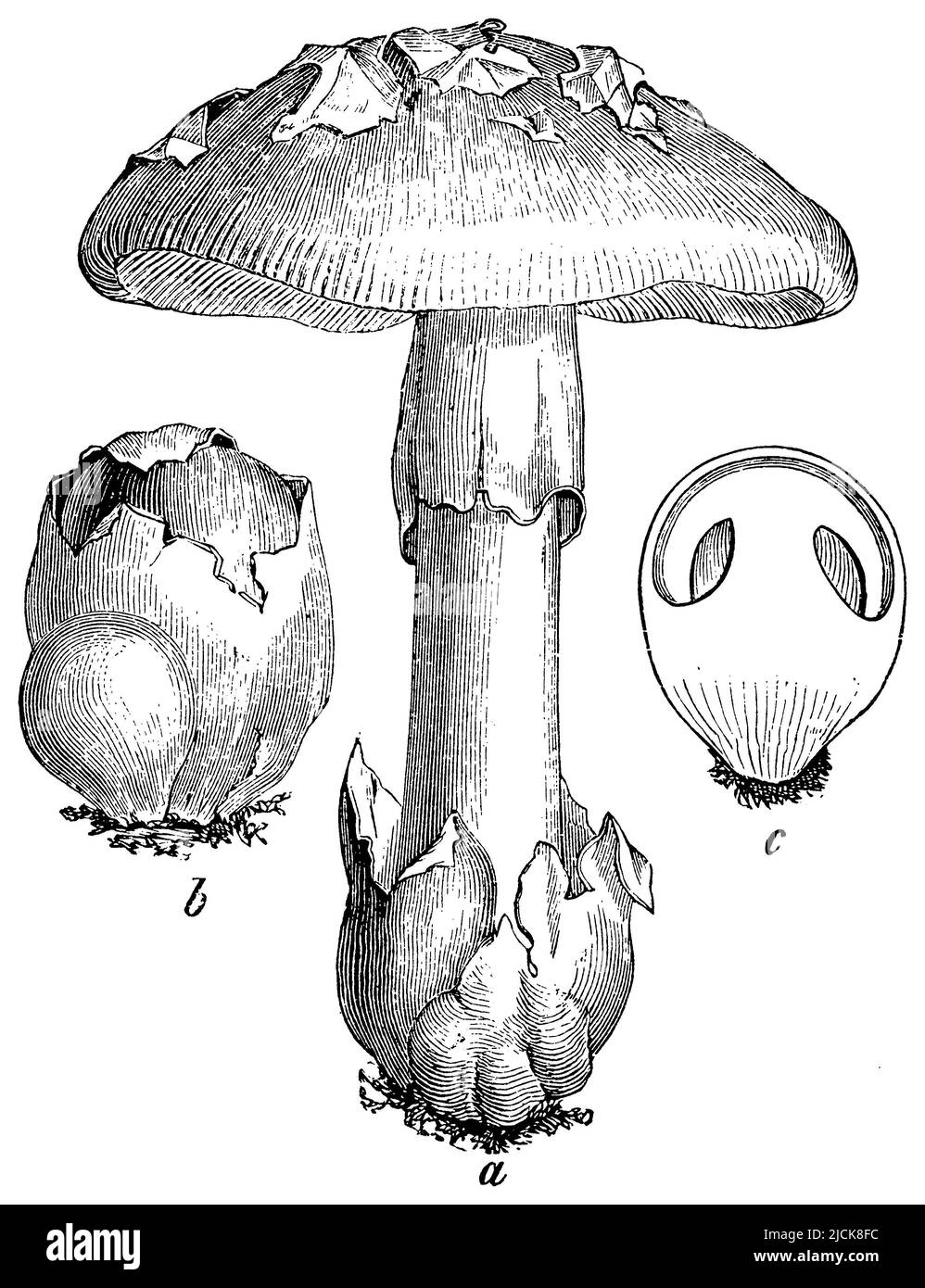 Il fungo di Cesare, un fungo sviluppato, un fungo giovane, c ultimo tagliato., Amanita cesarea, (libro di botanica, 1898), Kaiserling, A entwickelter Pilz, b junger Pilz, c lettzterer durchschnitten, Amanite des Césars (Orange vraie)a champignon développé, b jeune champignon, c ce dernier sectionné Foto Stock