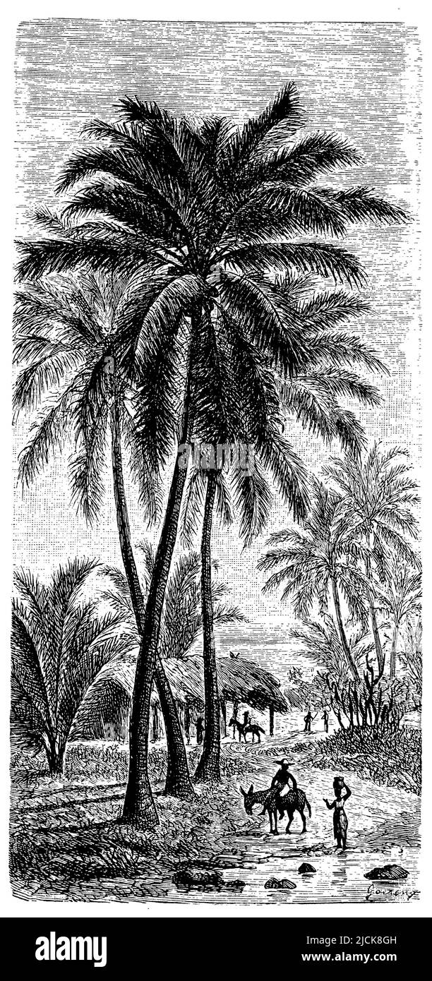 Palma di cocco, Cocos nucifera, (enciclopedia, 1891), Kokospalme, Cocotier Foto Stock