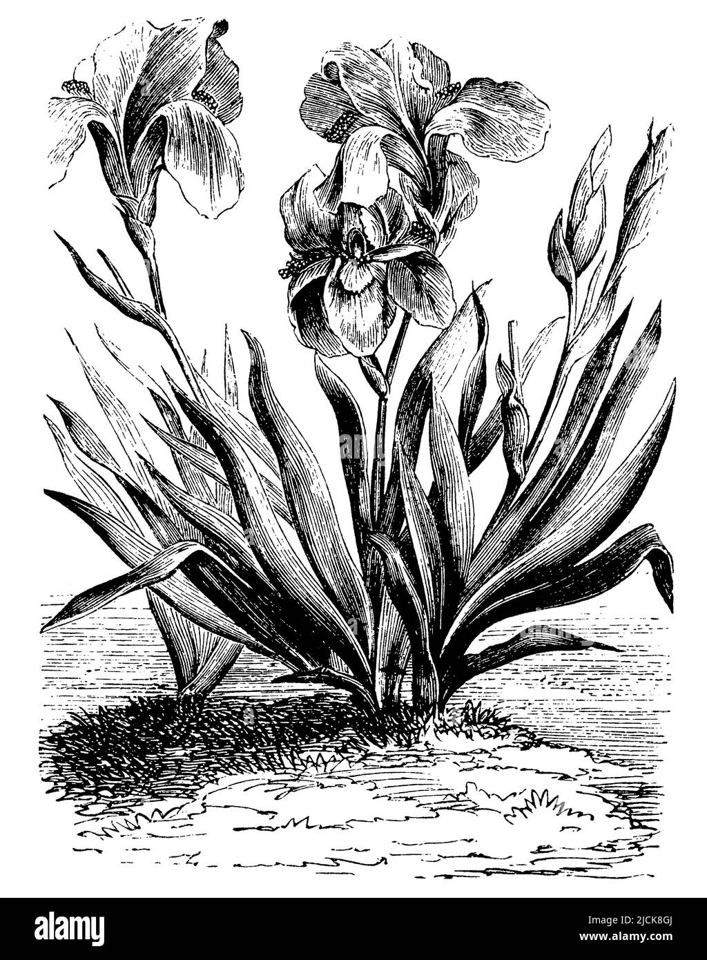 Bandiera gialla, Iris pseudacorus, (Biology book, 1888), Sumpf-Schwertlilie, Iris des Marais Foto Stock