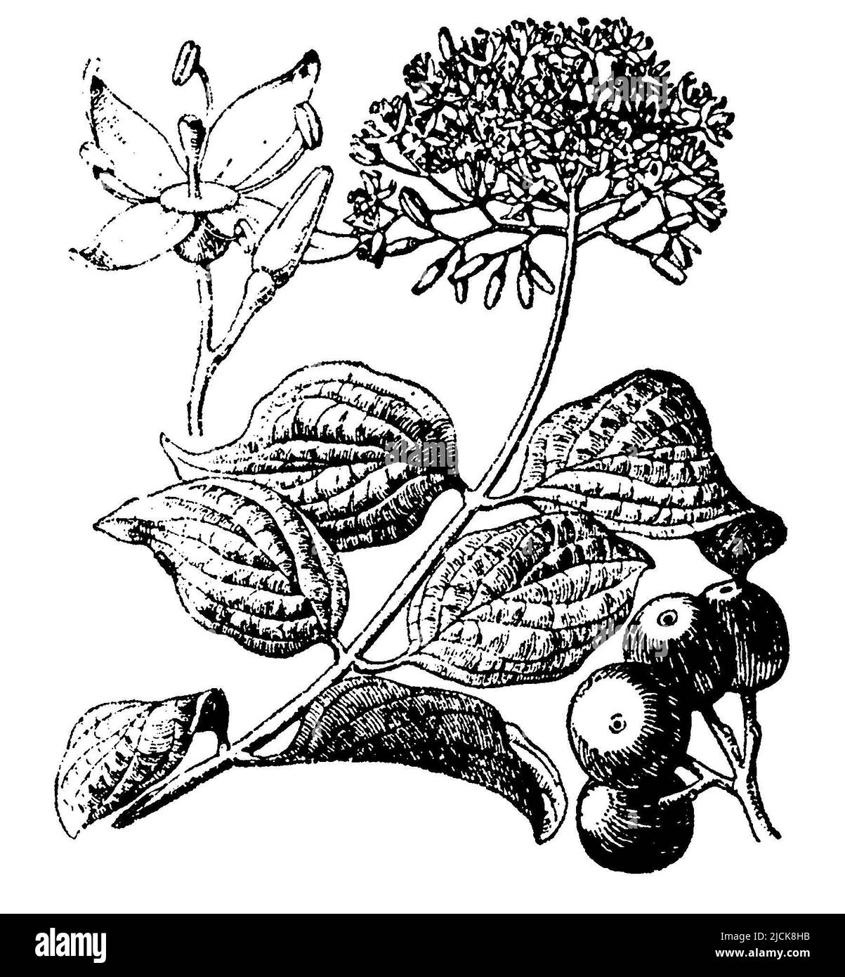 Dogwood comune, Cornus sanguinea, (libro di botanica, 1910), Roter Hartriegel, Sanguinaccio Cornouiller Foto Stock