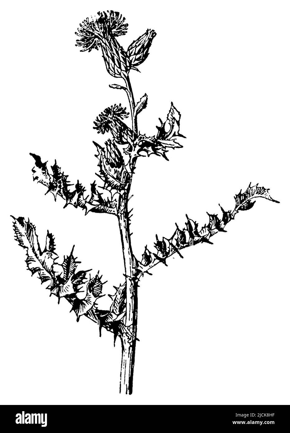 Cardo strisciante, Arvense Cirsium, (libro di botanica, 1910), Acker-Kratzdistel, Cirse des champs Foto Stock