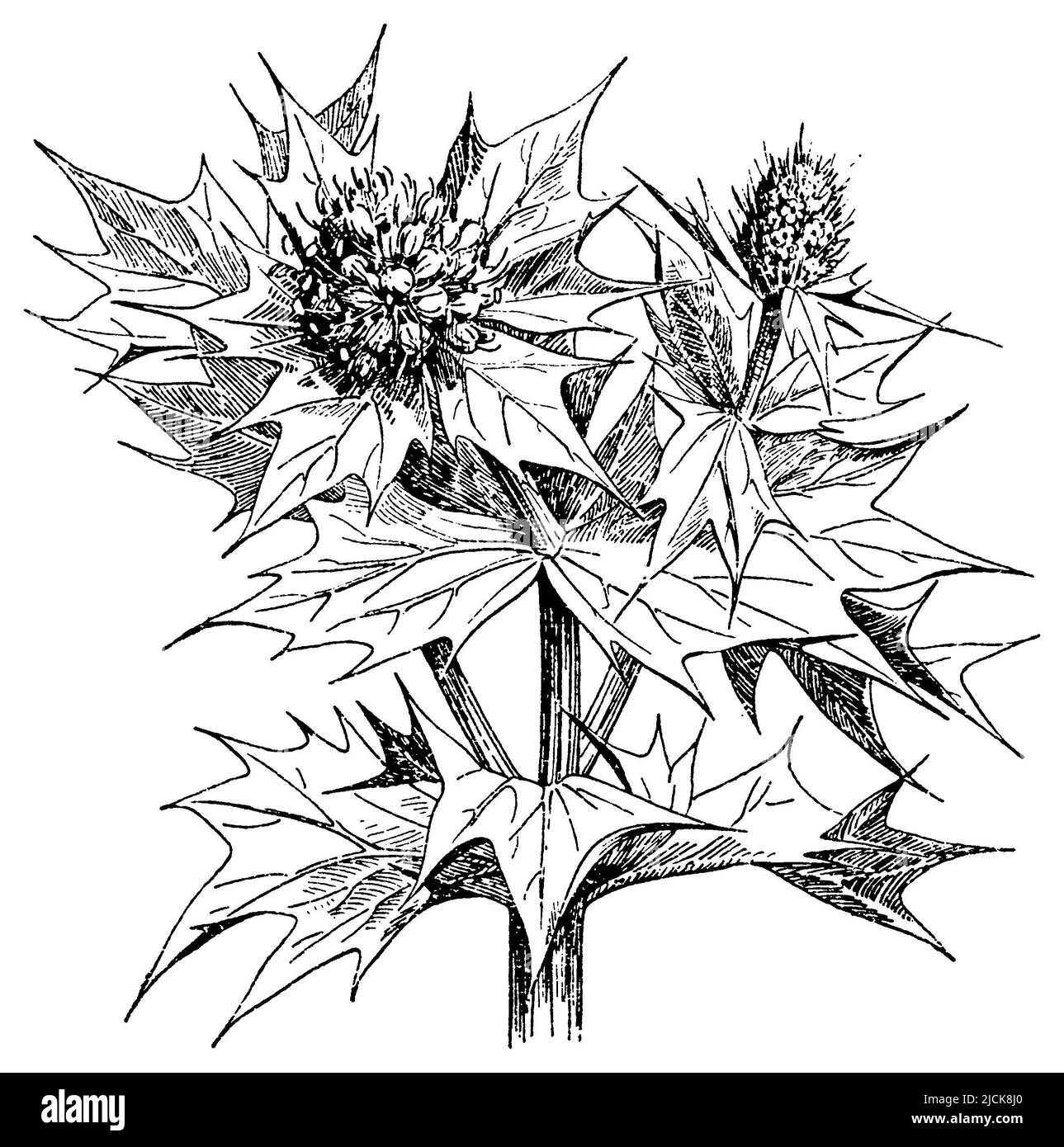 Sea-holly, Eryngium maritimum, (libro di botanica, 1910), Stranddistel, panicaut de mer Foto Stock