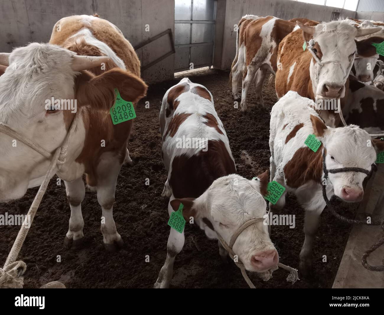 ZHANGYE, CINA - 14 GIUGNO 2022 - mucche e vitelli con tag sono visti a Zhangye City, provincia di Gansu, Cina, 14 giugno 2022. Indossare le etichette auricolari, registrare, fi Foto Stock