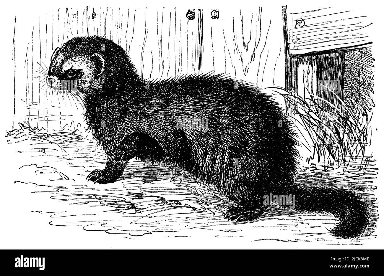 Polecat europeo, Mustela putorius, (schoolbook, 1908), Iltis, Putois Foto Stock