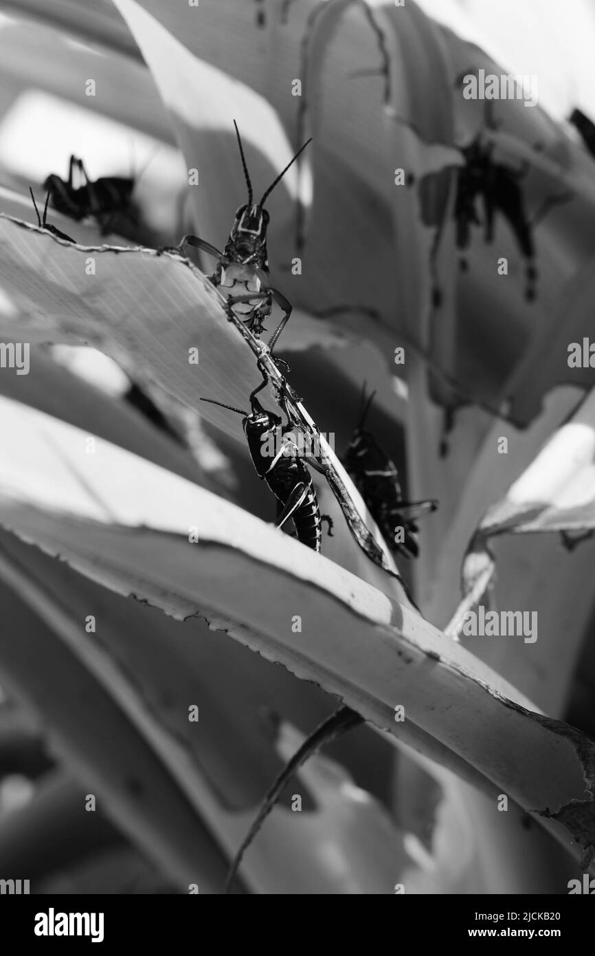 Enormi locuste nere divorano una lussureggiante pianta verde nel giardino tropicale e sole luminoso in bianco e nero. Foto Stock