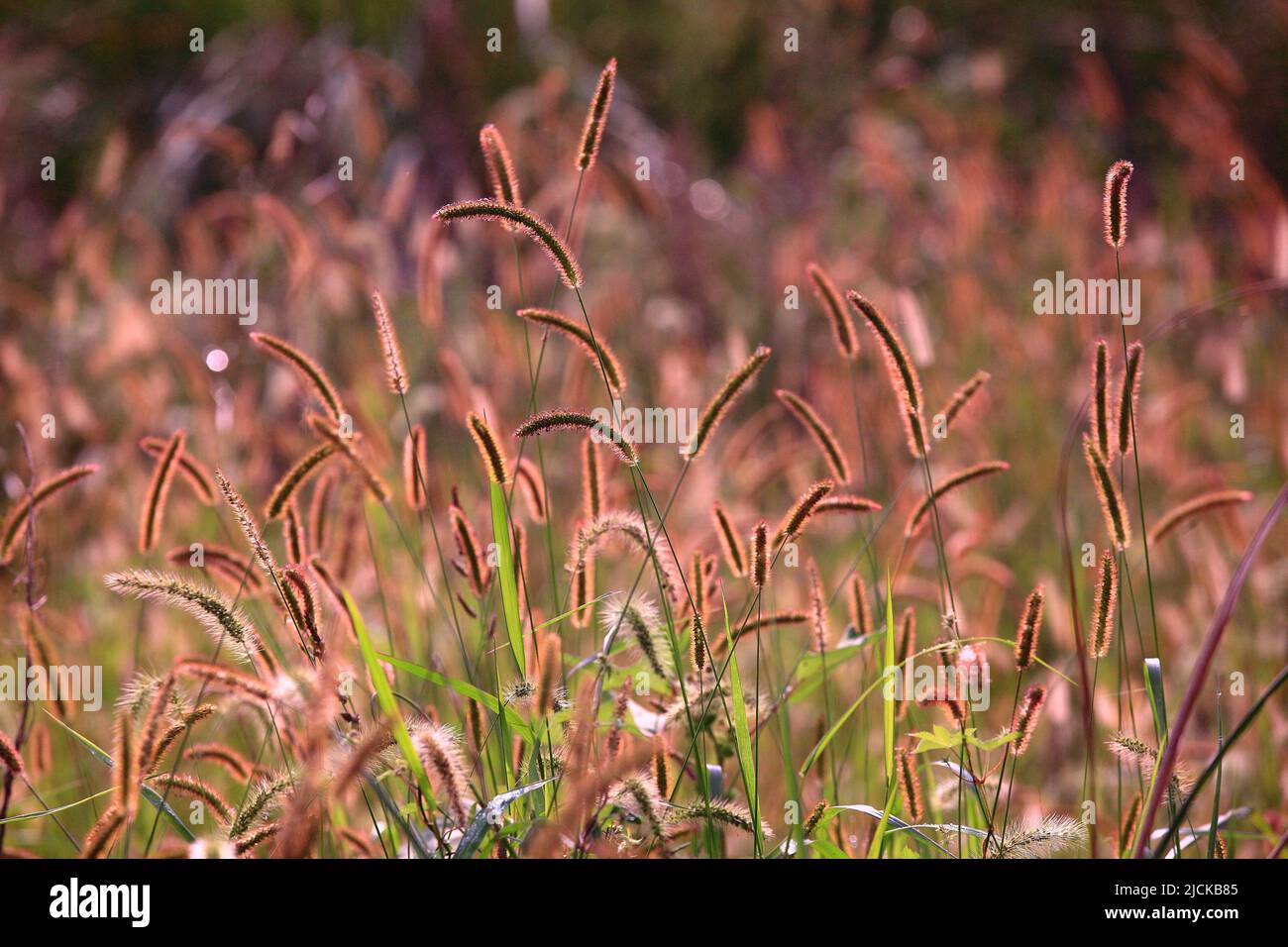 Una grande erba di orsetola dorata e rosa con luce solare Foto Stock