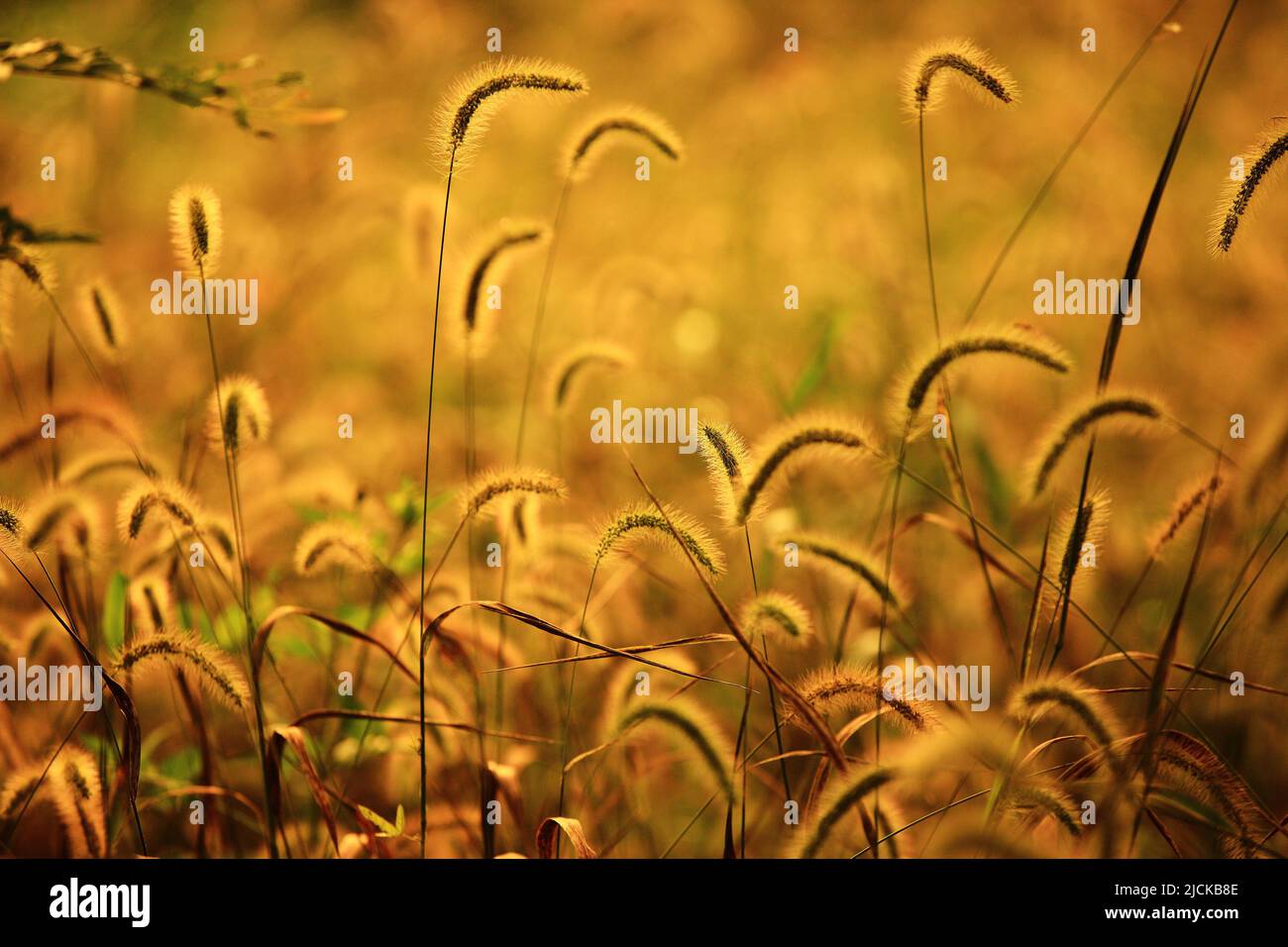 Un grande erba di orsetail dorato con la luce del sole Foto Stock