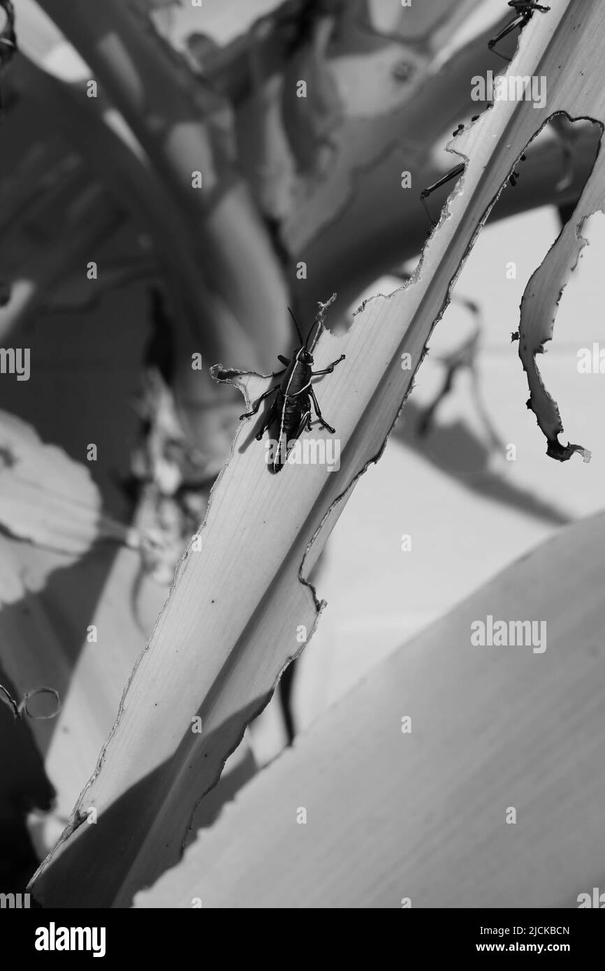Enormi locuste nere divorano una lussureggiante pianta verde nel giardino tropicale e sole luminoso in bianco e nero. Foto Stock
