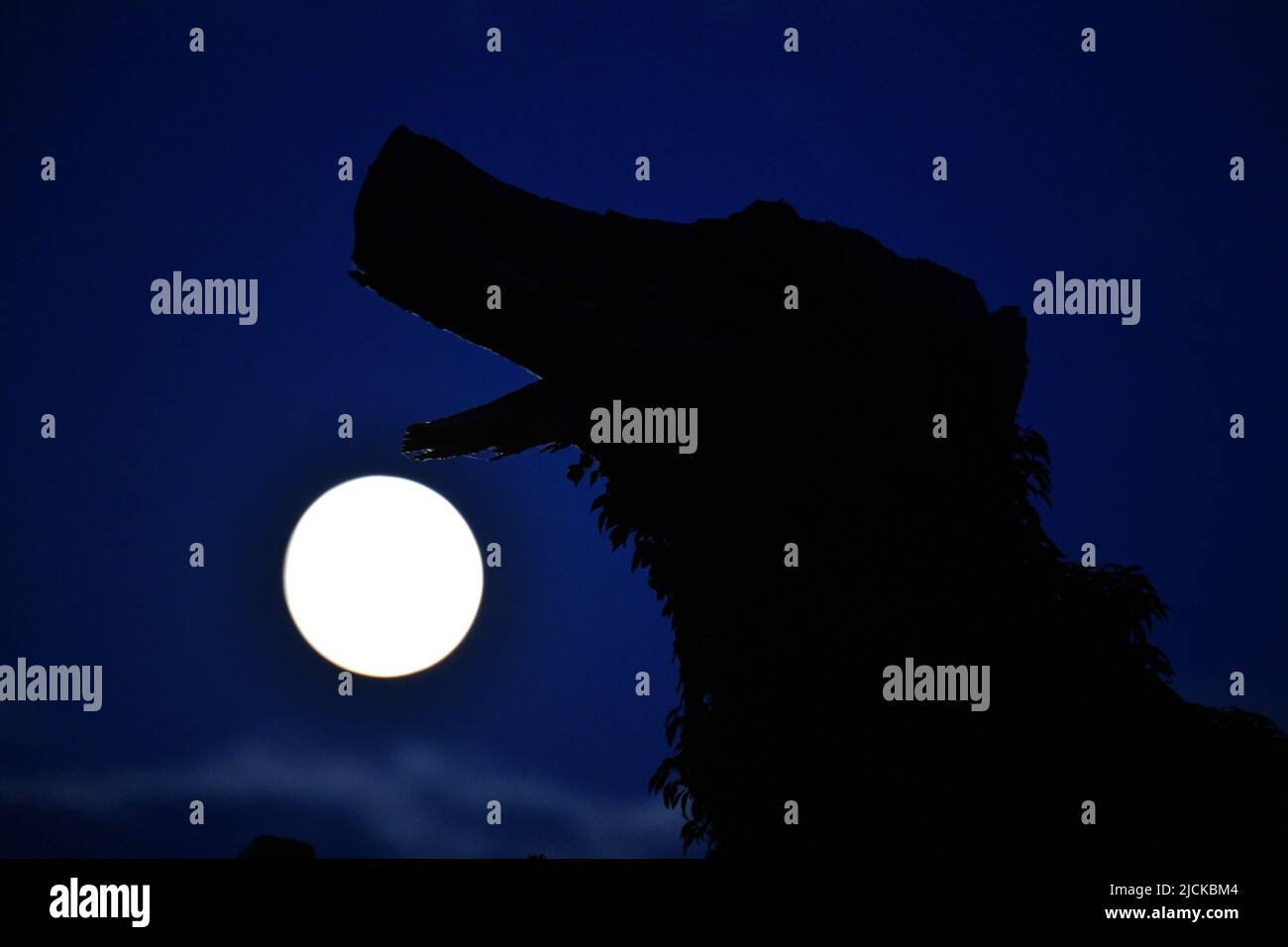 Luna Giurassica. La luna piena delle ultime notti proietta Jurassic come la luna sopra la gola di Ironbridge con la silhouette della luna che silhouette i resti di un vecchio ceppo di albero che appare come un dinosauro. Credit: Dave Bagnall /Alamy Live News Foto Stock