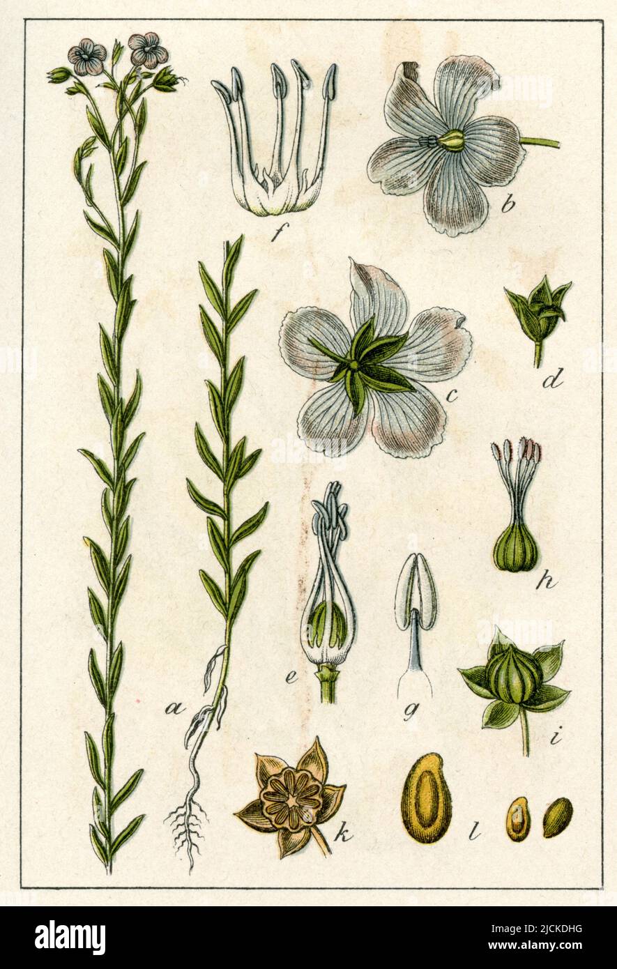 Lino comune o semi di lino Linum usitatissimum, (libro di botanica, 1902), Lein Foto Stock