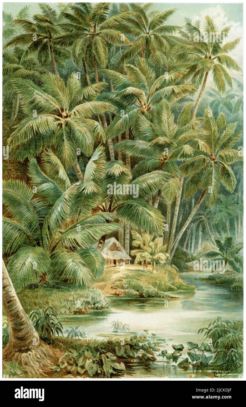 Palma di cocco in Ceylon Cocos nucifera, Heyn, Ernst (1841-1894); Heyn, Ernst (1841-1894) (libro di botanica, 1905), Kokospalme auf Ceylon; Kokospalme auf Ceylon Foto Stock