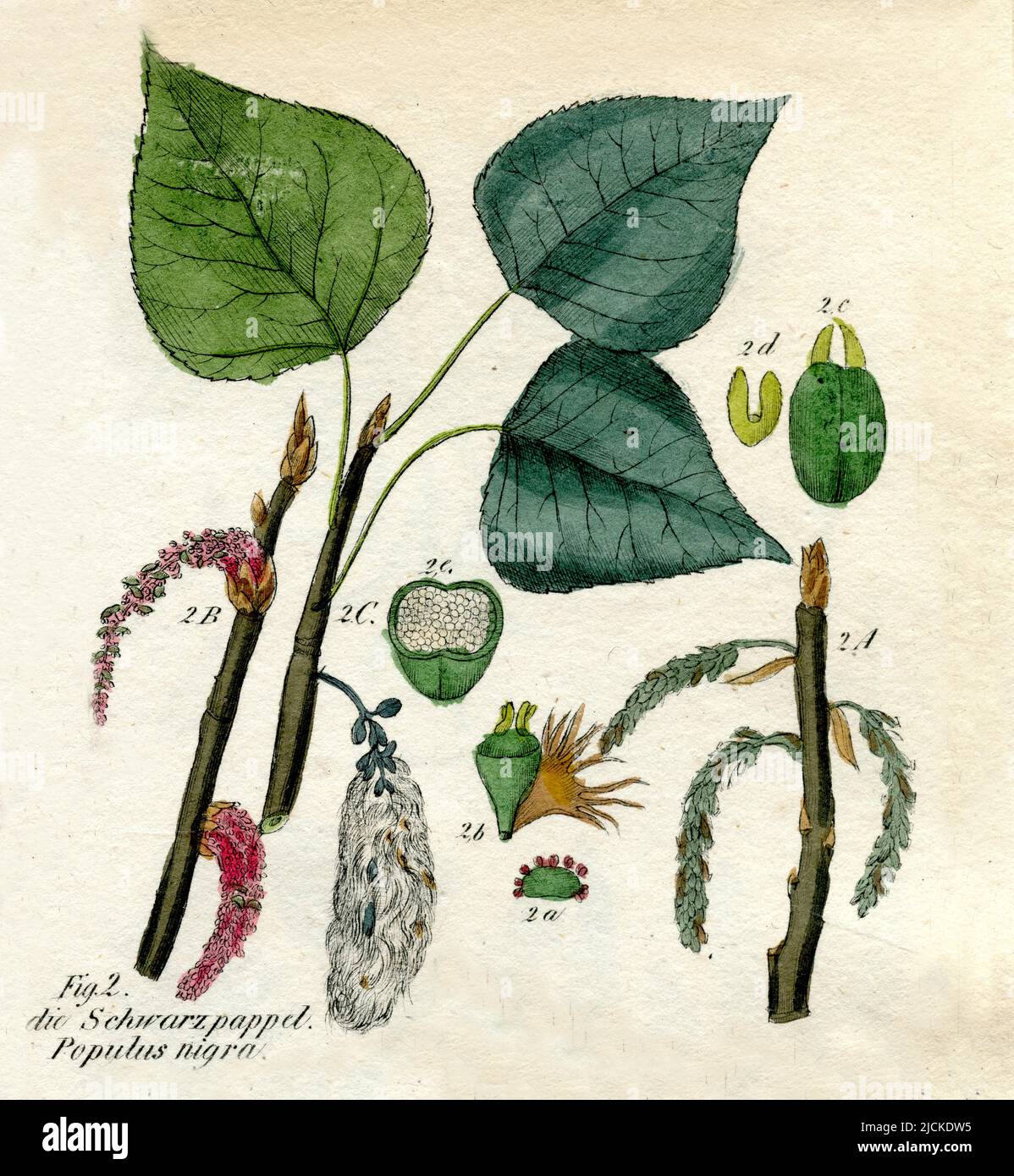 Pioppo nero Populus nigra, (libro di botanica, 1850), Schwarz-Pappel Foto Stock