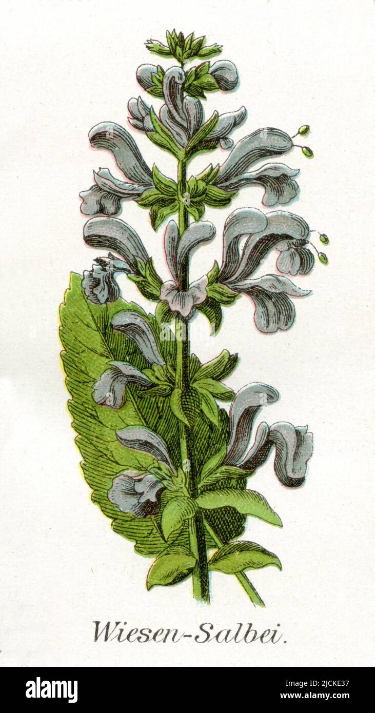 Prato clary Salvia pratensis, (Health book, 1911), Wiesensalbei Foto Stock