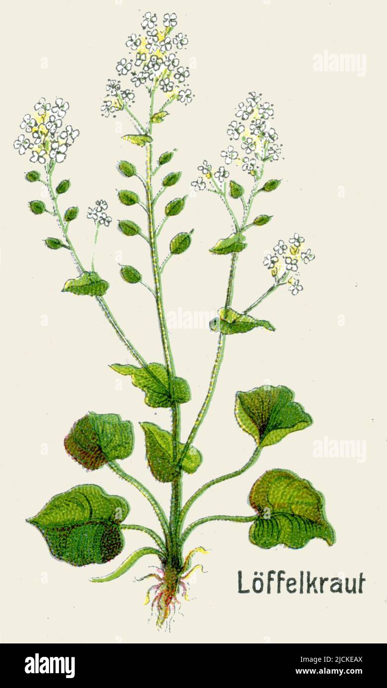 Comune Scurvygrass Cochlearia officinalis, (libro di botanica, 1908), Echtes Löffelkraut Foto Stock