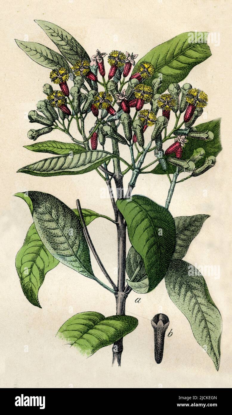 Albero di chiodi di garofano Syzygium aromaticum, (libro di botanica, 1879), Gewürznelkenbaum Foto Stock