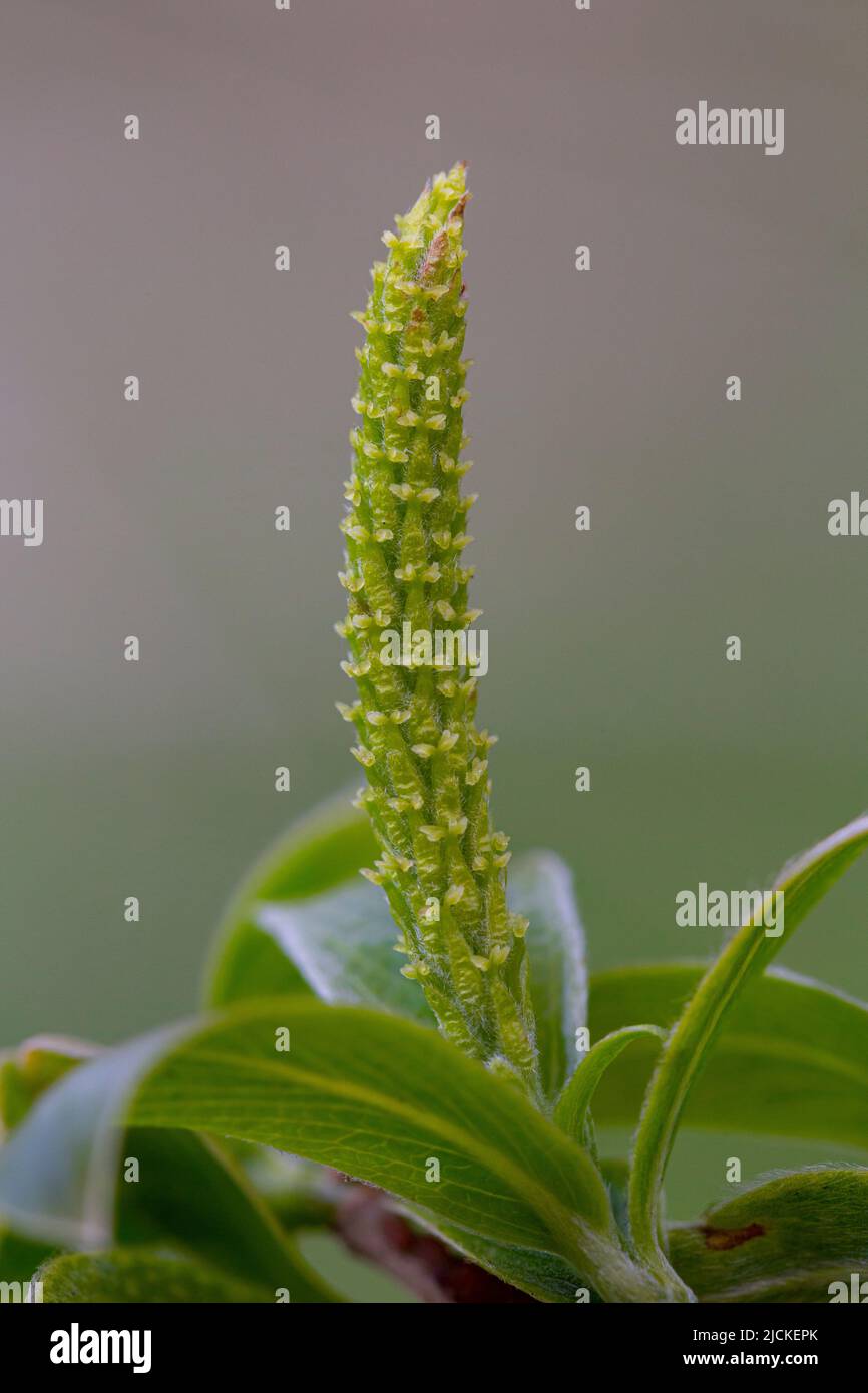 Fiore femminile di Salix alba Foto Stock