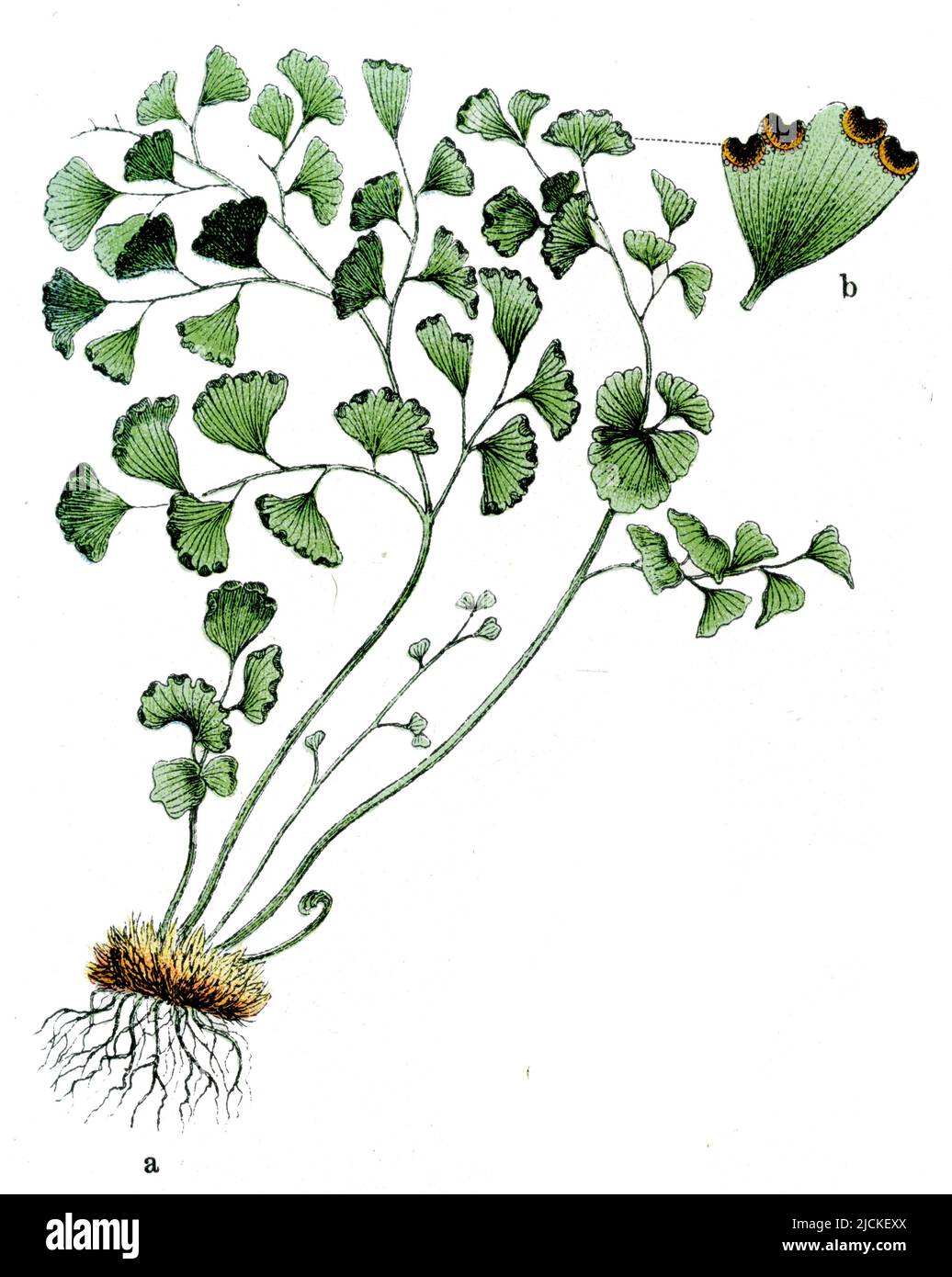 Maidenhair fern Adium capillus-veneris, (libro di botanica, 1909), Frauenhaarfarn Foto Stock