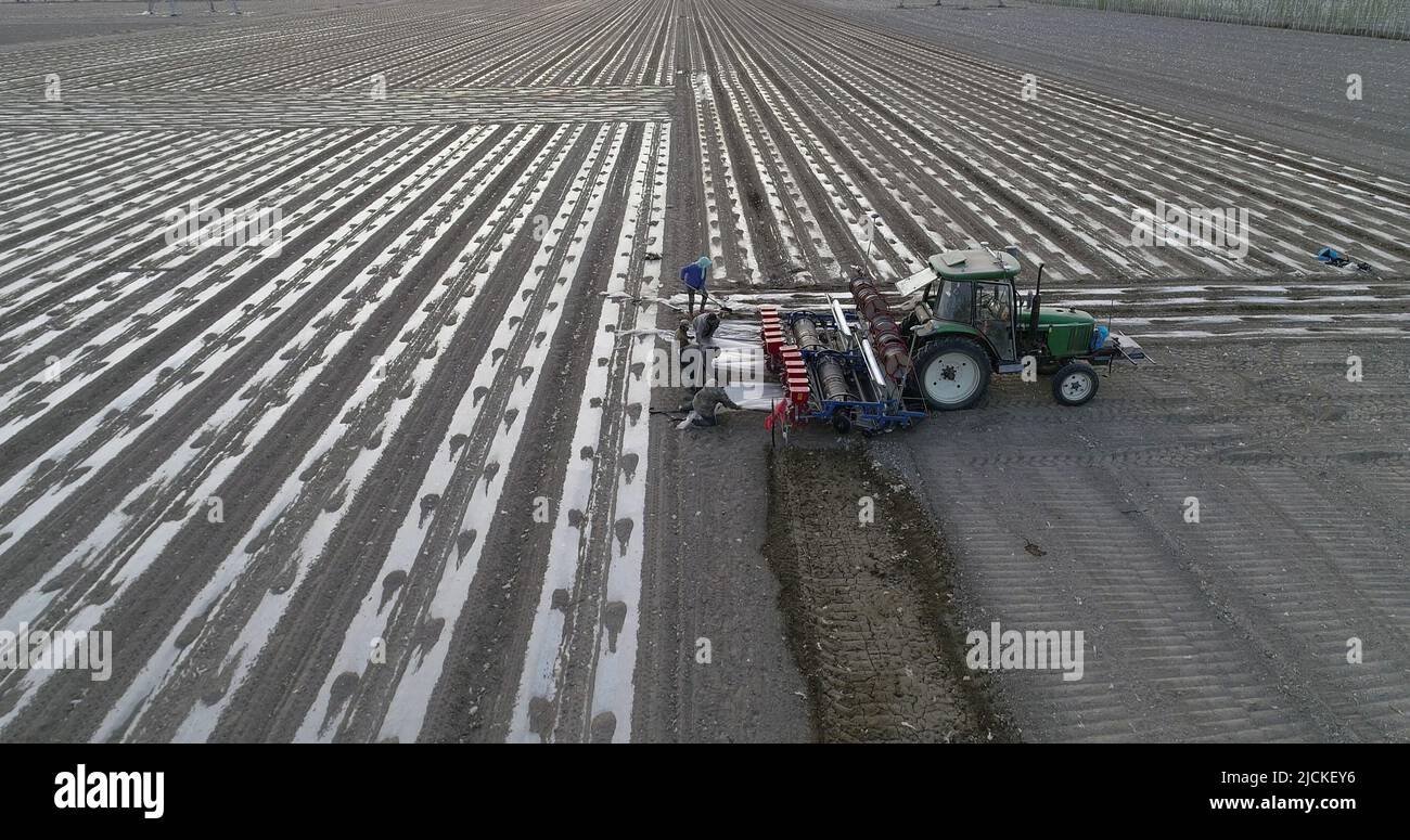 Xinjiang hami macchina cotone-picking tirato aperto il preludio della coltivazione del cotone Foto Stock