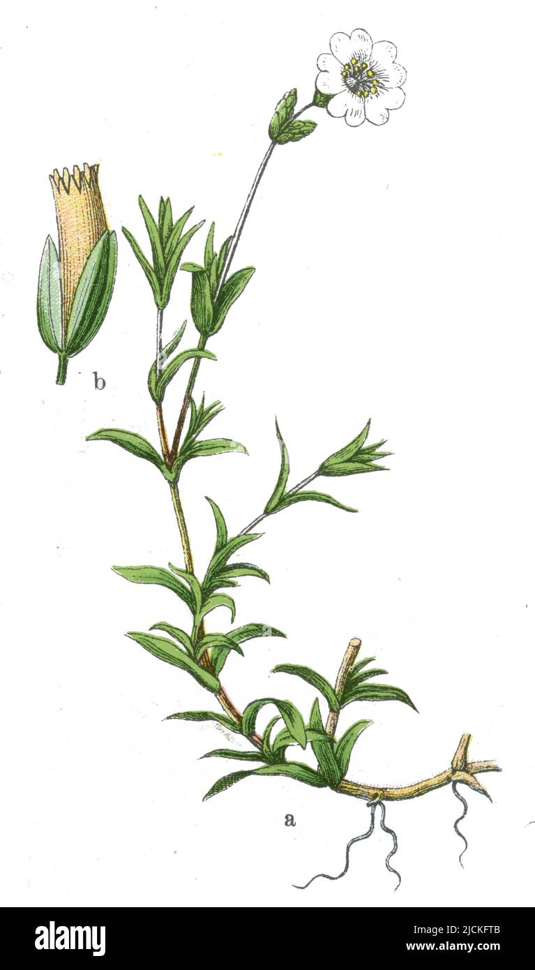 Campo mouse-orecchio Cerastium arvense, (botanica libro, 1909), Acker-Hornkraut Foto Stock