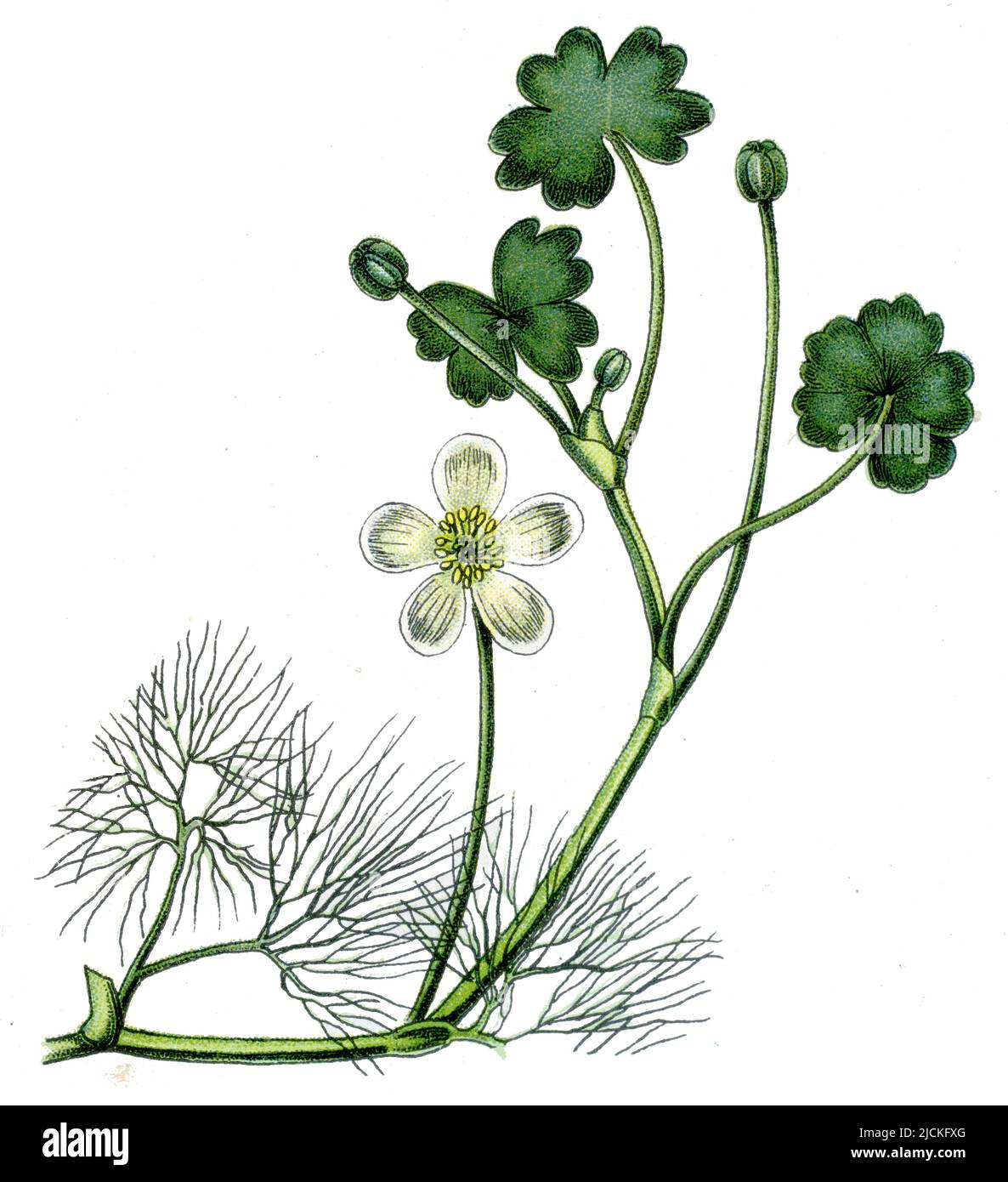 fiume acqua-crowfoot Ranunculus fluitans, (botanica libro, 1909), Flutender Wasserhahnenfuß Foto Stock
