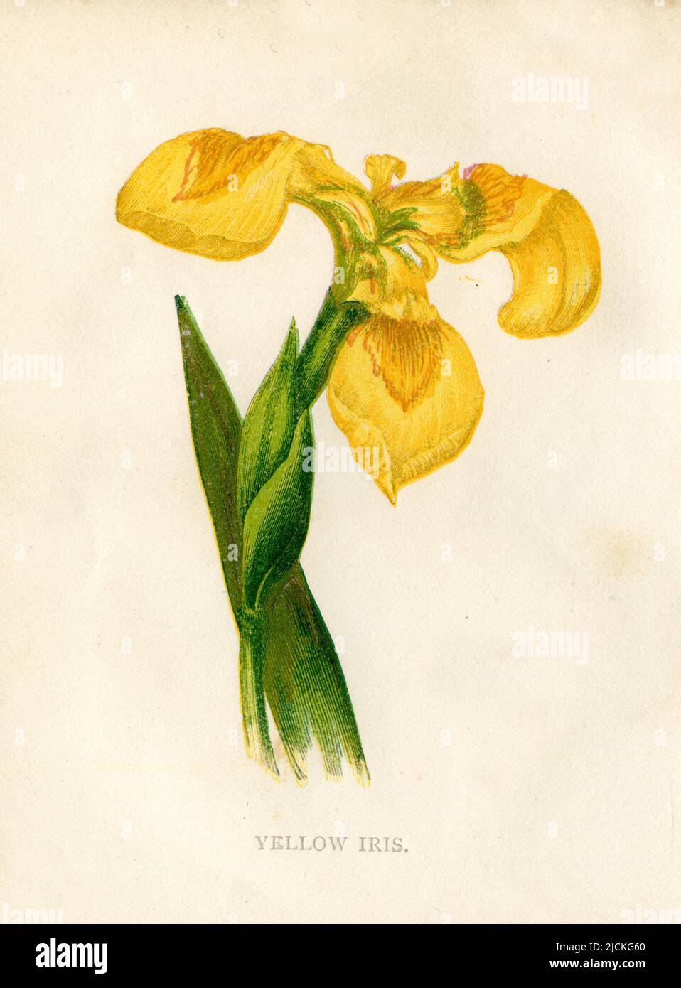 Bandiera gialla Iris pseudacorus, (, ), Sumpf-Schwertlilie Foto Stock