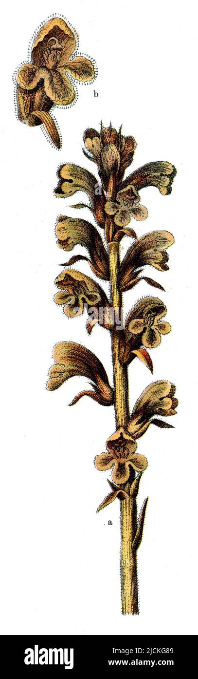 Broompra di paglia orobanche caryophyllacea, (libro di botanica, 1909), Nelken-Sommerwurz Foto Stock