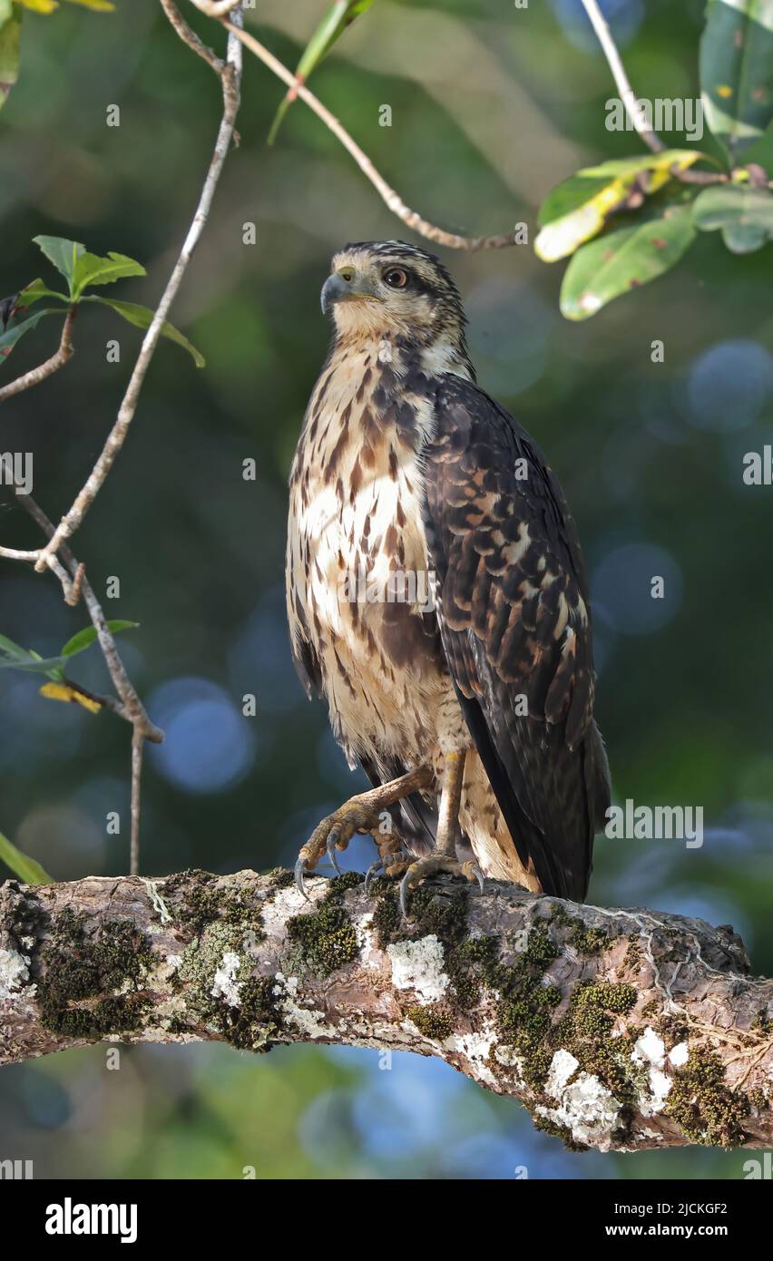 Falco nero comune (Buteogallus anthracinus bangsi) immaturo arroccato sul ramo Carara, Costa Rica Marzo Foto Stock