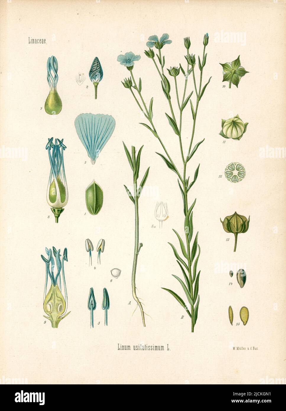 Lino comune o semi di lino Linum usitatissimum, Müller (, ), Lein Foto Stock