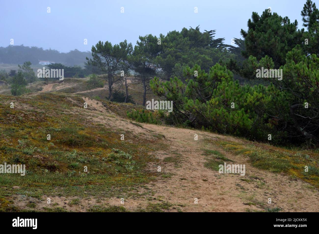 dune di sabbia vicino al mare nell'isola di yeu Foto Stock