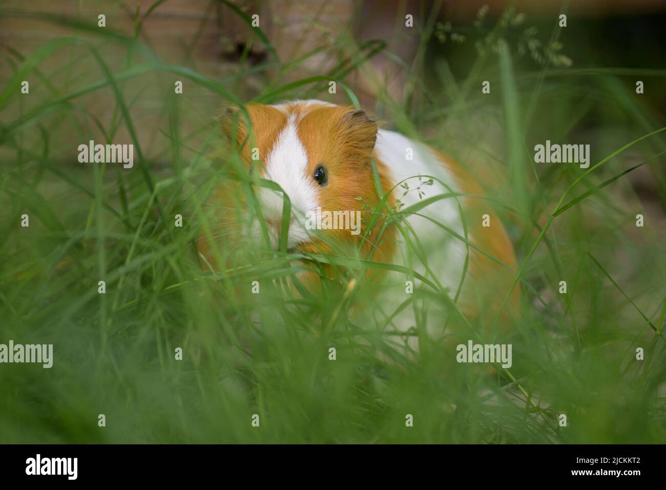 Ritratto di una bella cavia in giardino, giorno nuvoloso in primavera, Vienna (Austria) Foto Stock