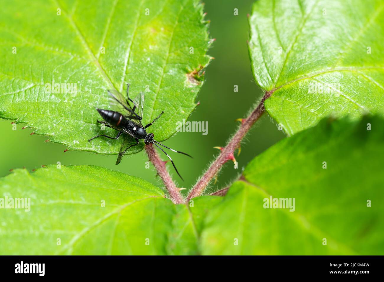 Ichneumonid wasp (Ichneumon Coelichneumon) un insetto volante nero parassita, immagine di scorta Foto Stock