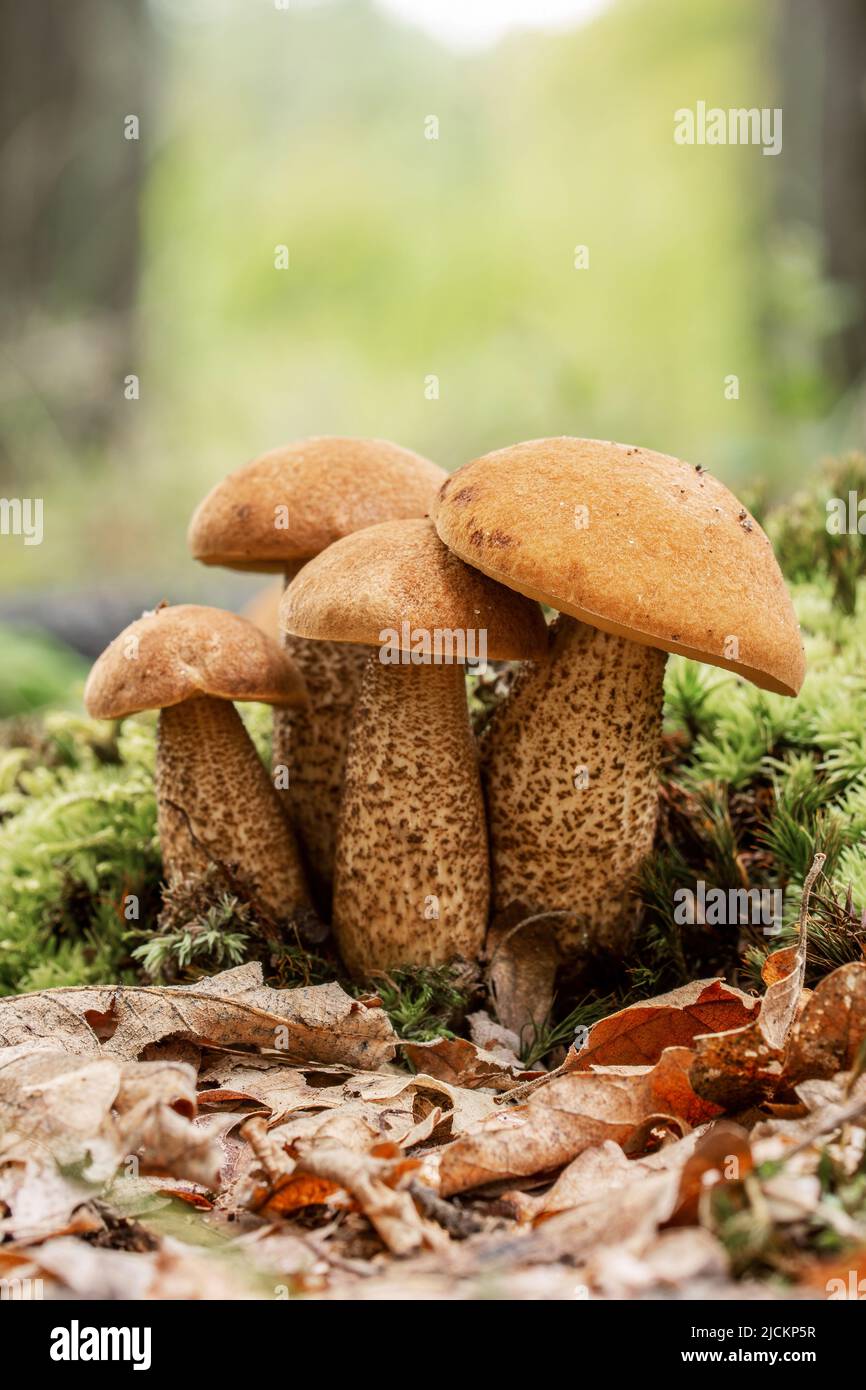 Funghi porcini (Leccinum scabrum) nella foresta di querce d'autunno Foto Stock