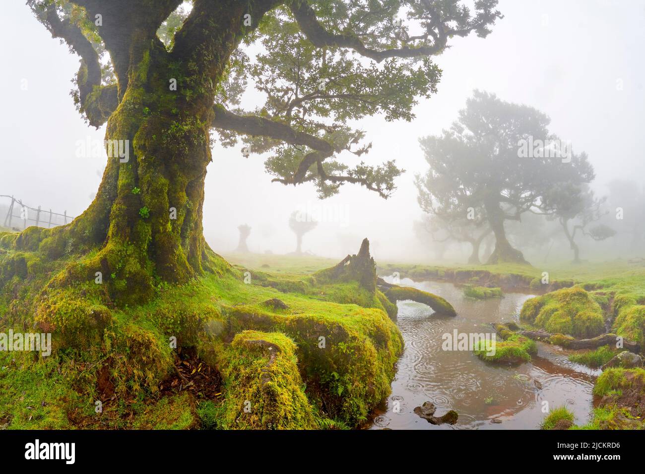 Alberi in nebbia in un'antica foresta di alloro, Laurissilva Forest, Fanal, Madeira Island, Portogallo Unesco Foto Stock