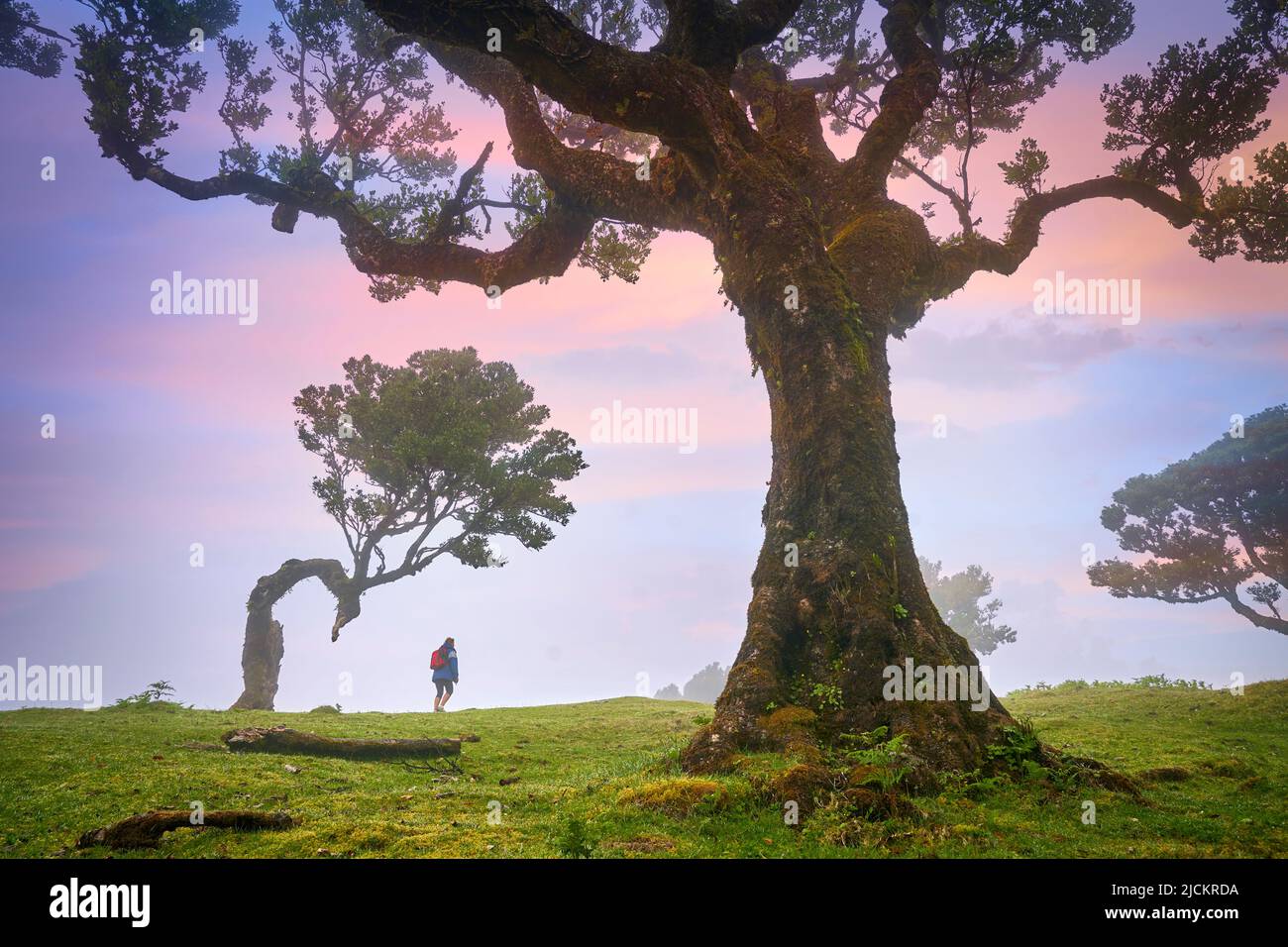 Alberi in nebbia in un'antica foresta di alloro, Laurissilva Forest, Fanal, Madeira Island, Portogallo Unesco Foto Stock