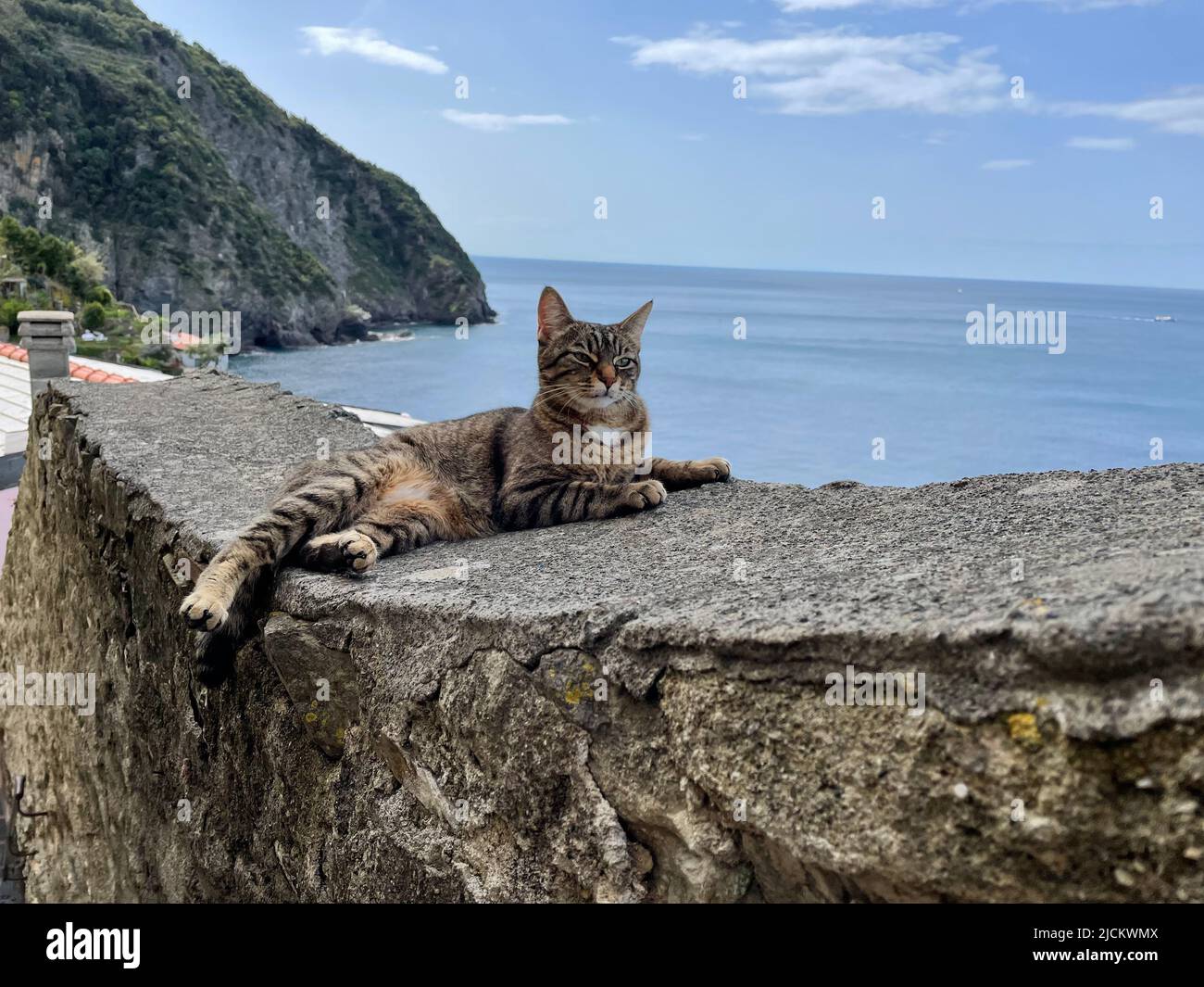 Gatti delle cinque Terre, Riomaggiore Foto Stock