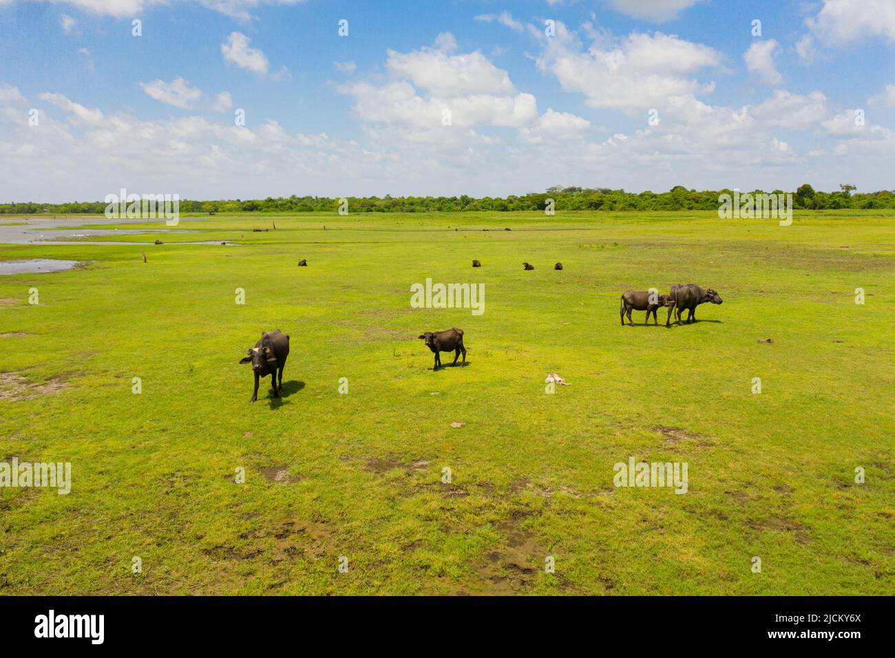Bufali selvatici nel parco nazionale dello Sri Lanka nel loro habitat naturale. Foto Stock