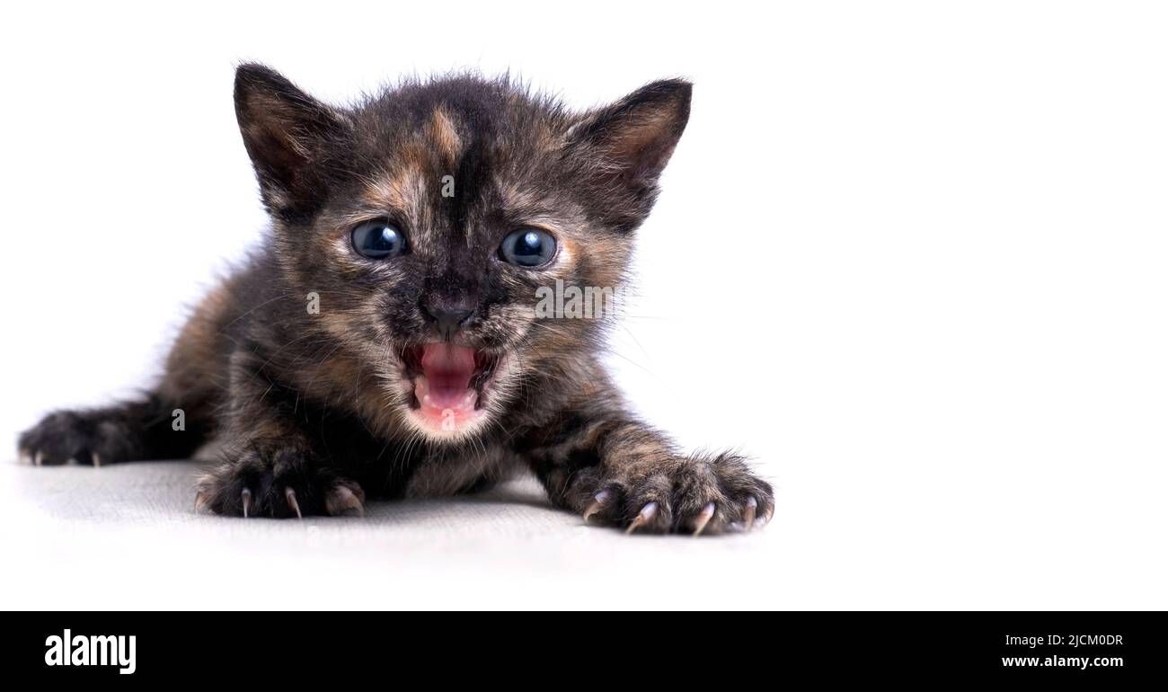 piccolo gattino si pone e apre la sua bocca. Foto di alta qualità Foto Stock