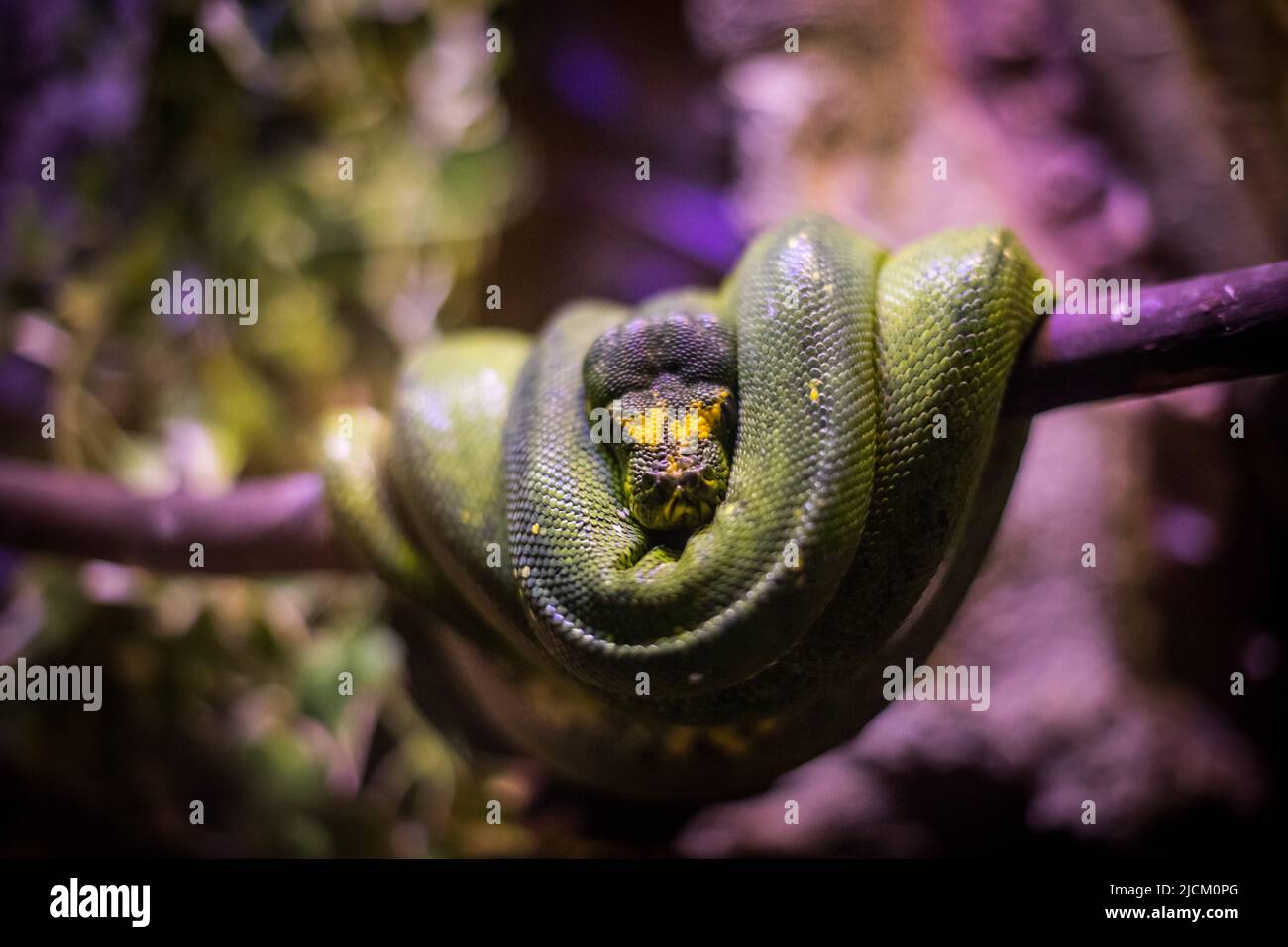 Primo piano di un serpente di Boa verde in un albero. Foto Stock