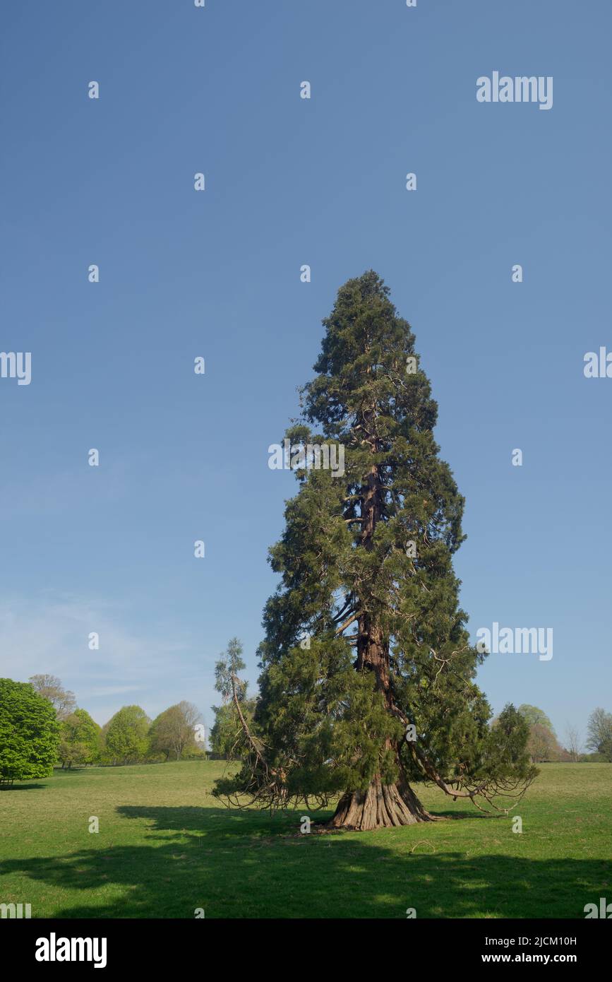 Il monumento vivente dell'albero di Wellingtonia Duke of Wellington piantato nel Regno Unito circa 1900 's da ricchi vittoriani per adornare il grande paesaggio delle tenute britanniche Foto Stock