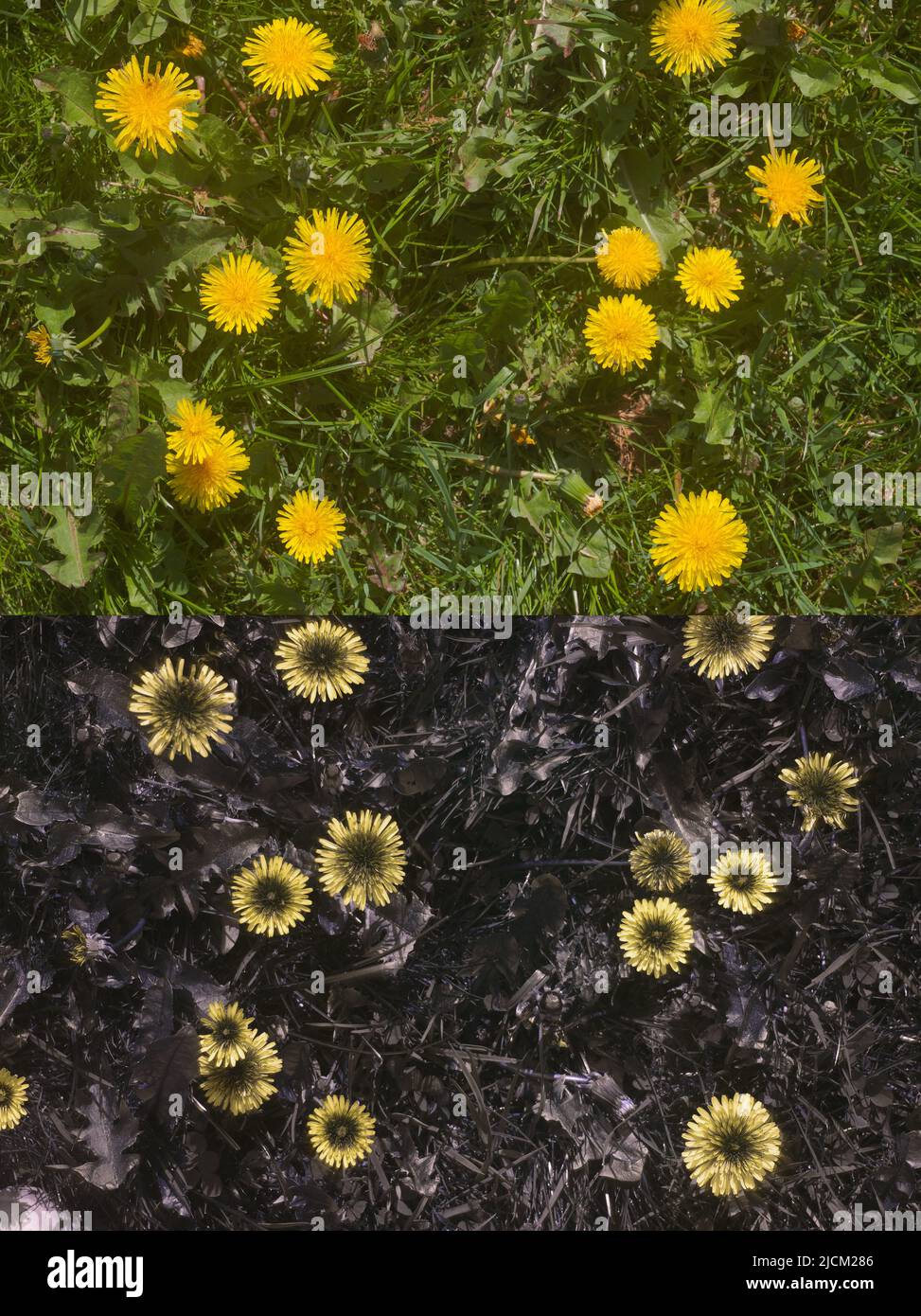 Confronto di possibile visione di insetti di api in parti diverse spettro visibile e delineamento 365nm firme UV 2 insetti guida Dandelion T officinale Foto Stock