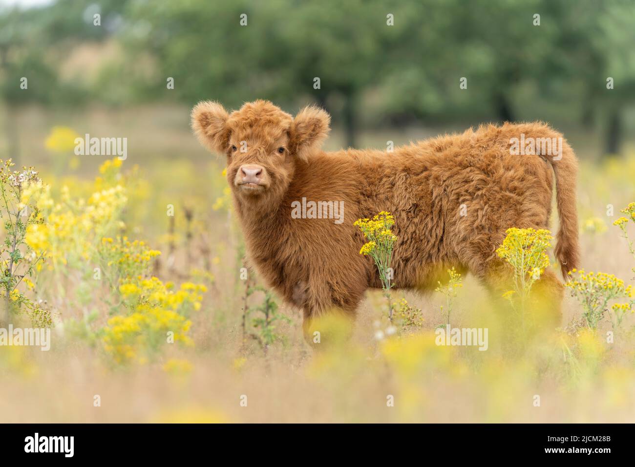 Bovini di vitello delle Highlands (Bos taurus taurus) che pascolano nei campi. Veluwe nei Paesi Bassi. highlanders scozzesi in un paesaggio naturale. Foto Stock