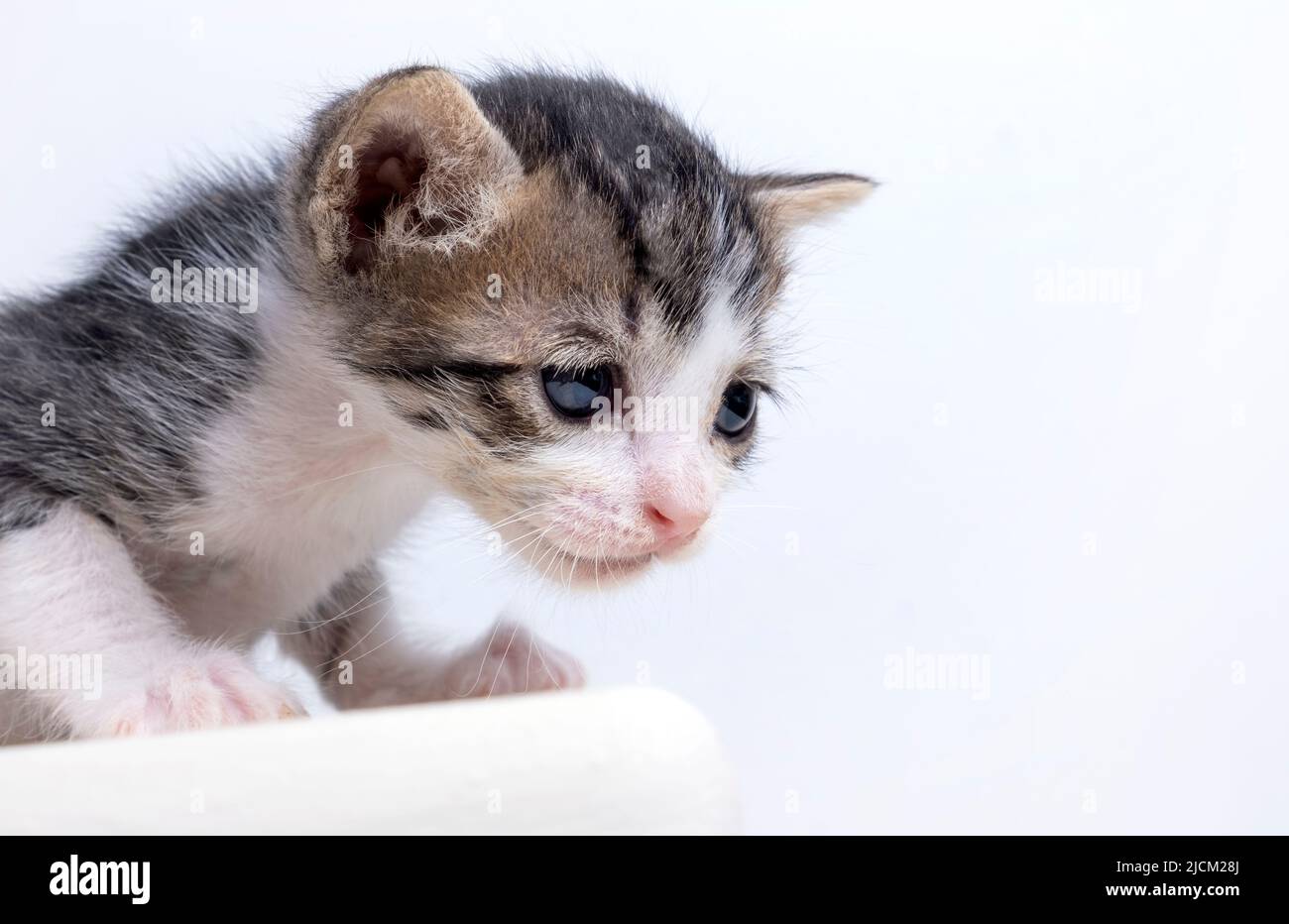 ritratto di un piccolo gattino triste e carino su sfondo bianco. gattino cortile non-pedigreed. Foto di alta qualità Foto Stock