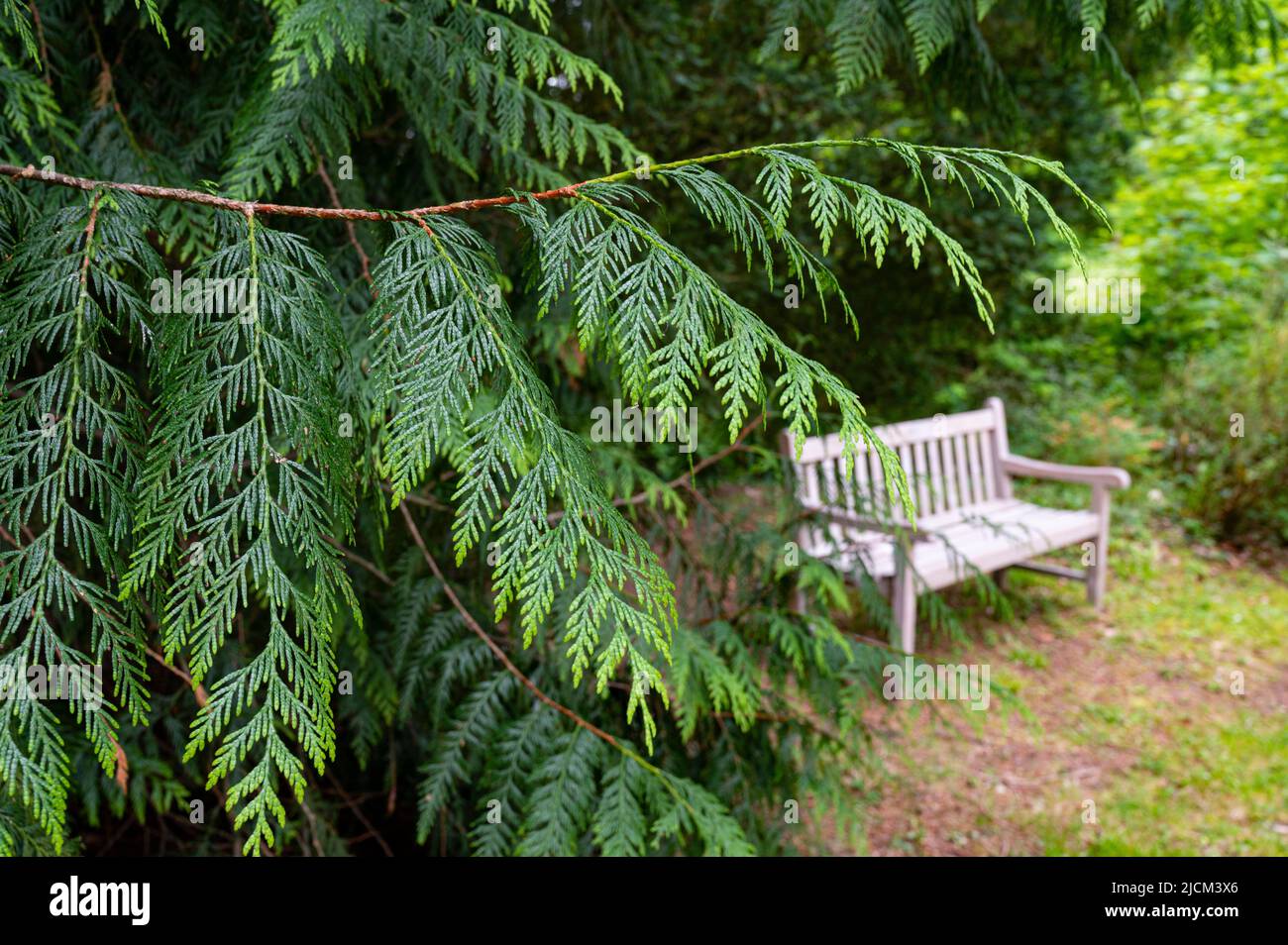 Il parco del castello di Harcourt è la sede del più antico arboreto della Francia con una collezione di alberi da tutto il mondo Foto Stock