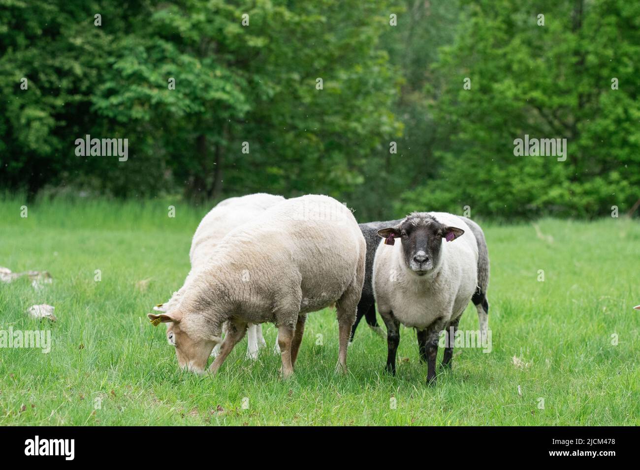 Foto di pecore che mangiano erba in un campo recintato Foto Stock