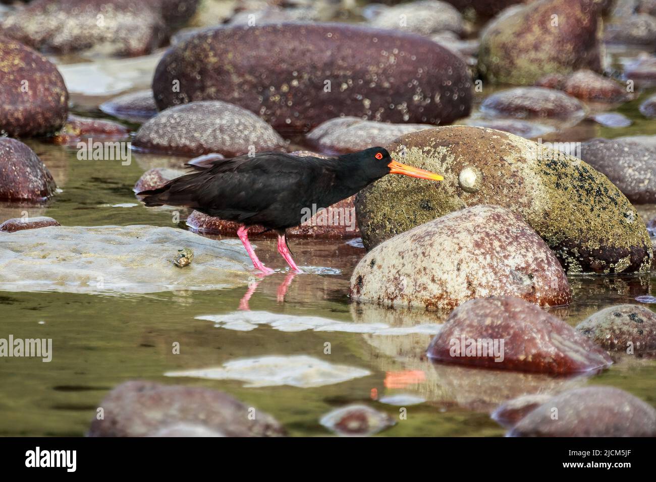 Un'ostercatcher variabile, un uccello corto trovato in Nuova Zelanda, picking una limpetta fuori una roccia Foto Stock