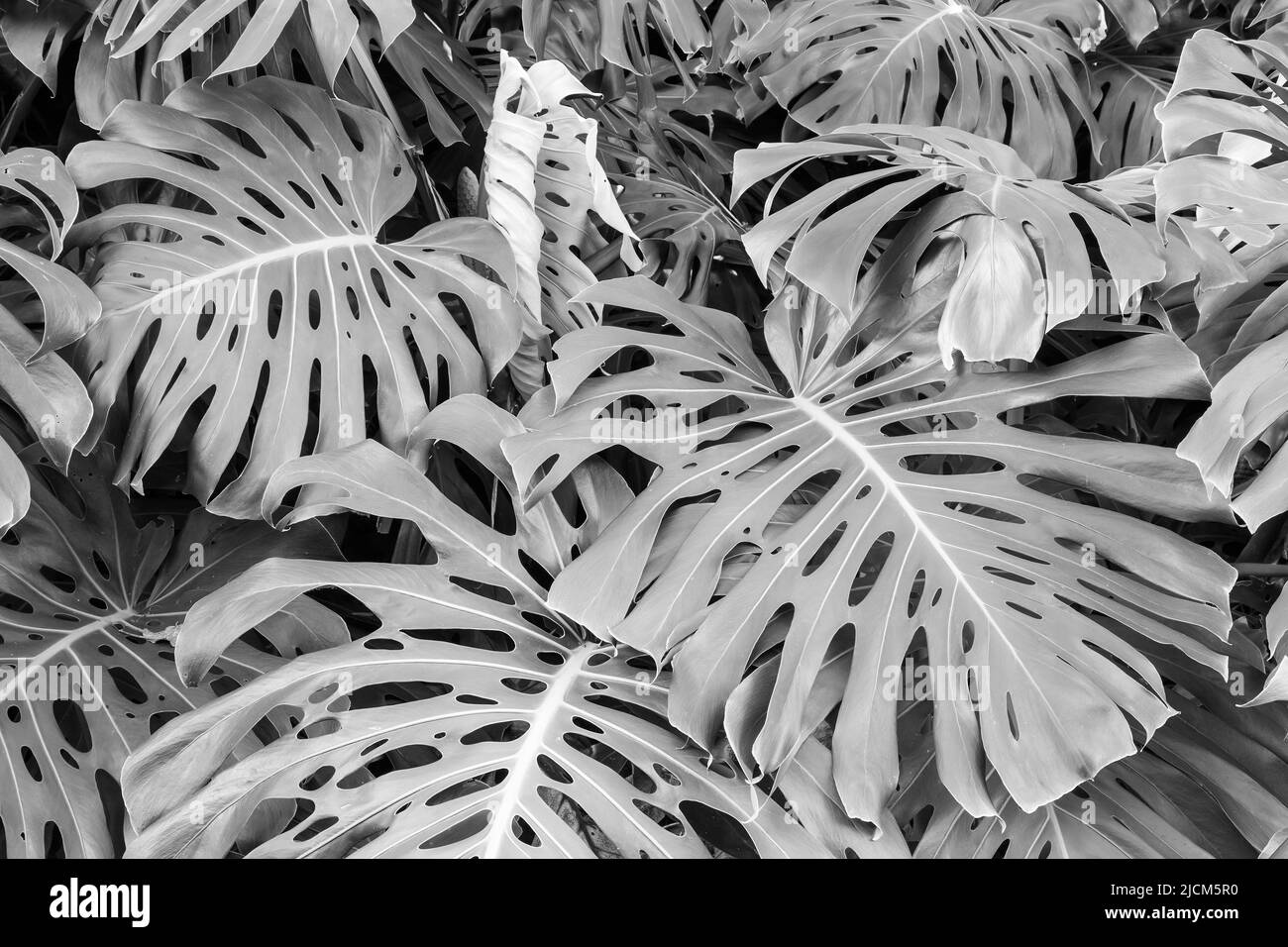 Le enormi e distintamente forate foglie della pianta del formaggio svizzero (Monstera deliciosa). Bianco e nero Foto Stock