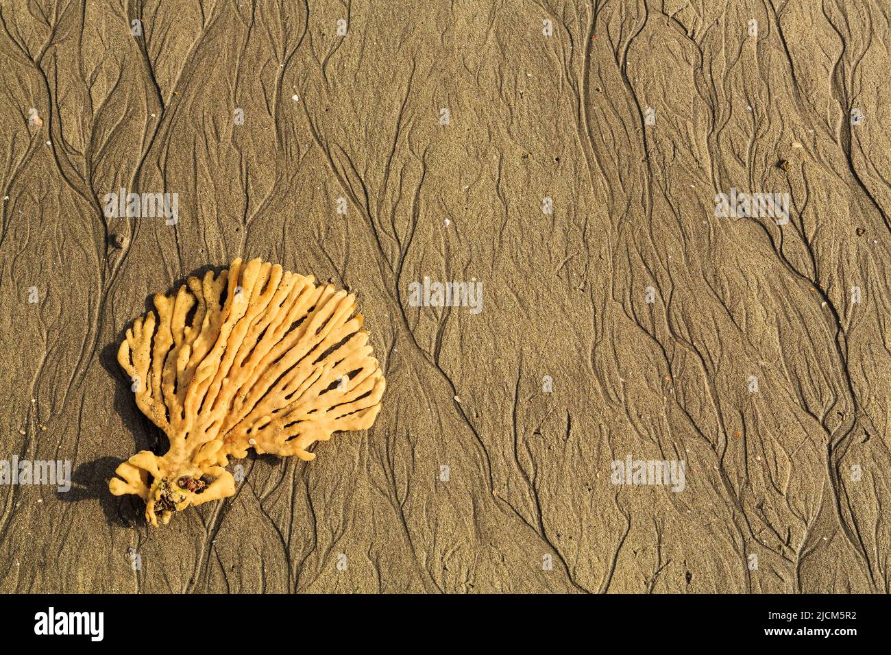 Una spugna a ventaglio adagiata su una spiaggia. La marea di ritirata ha lasciato nella sabbia dei modelli simili a quelli di un fiume Foto Stock